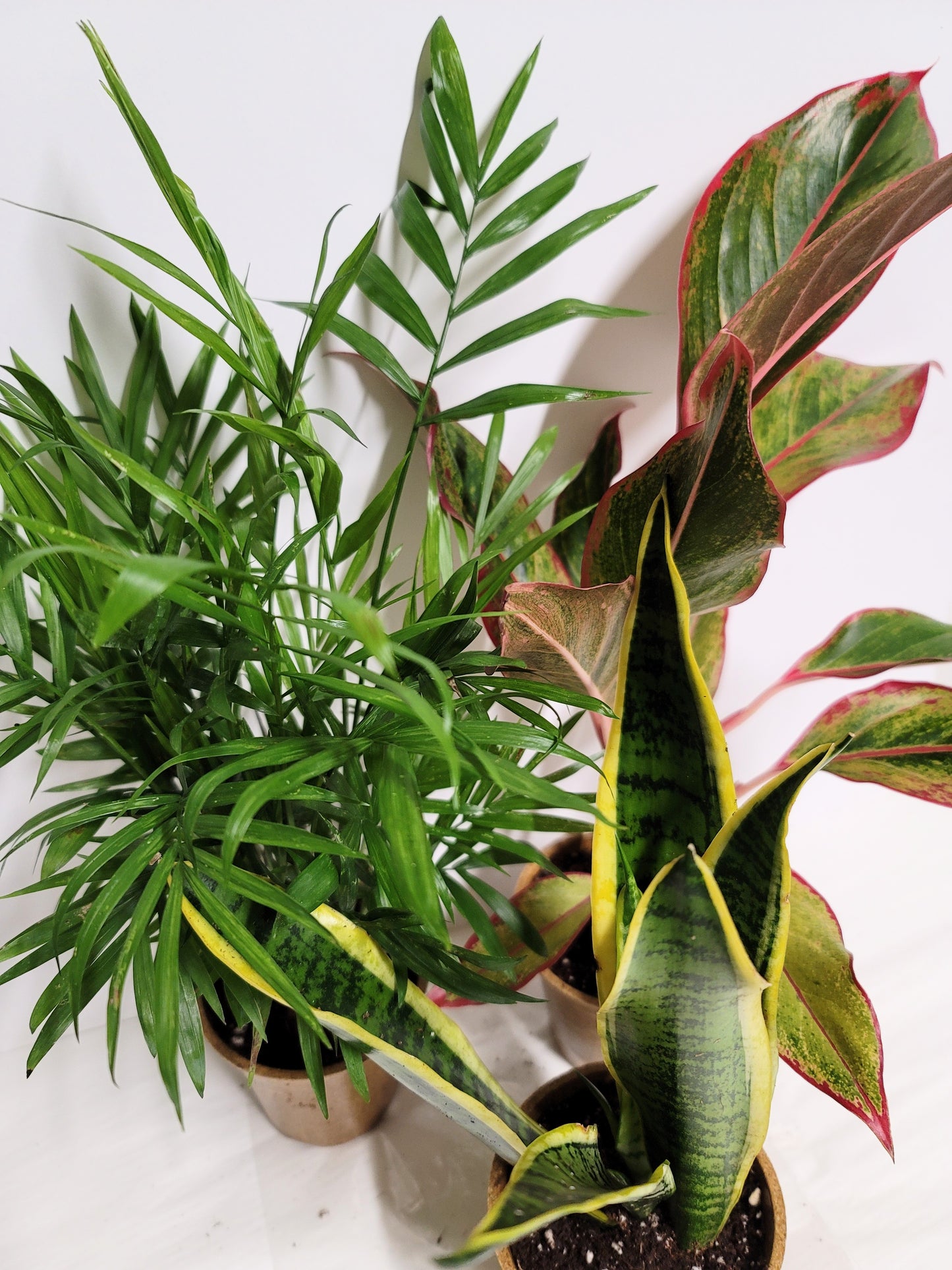 Three Fresh Air Plants: Aglaonema, Parlor Palm and a Sansevieria. Plant food and Care Guides included.