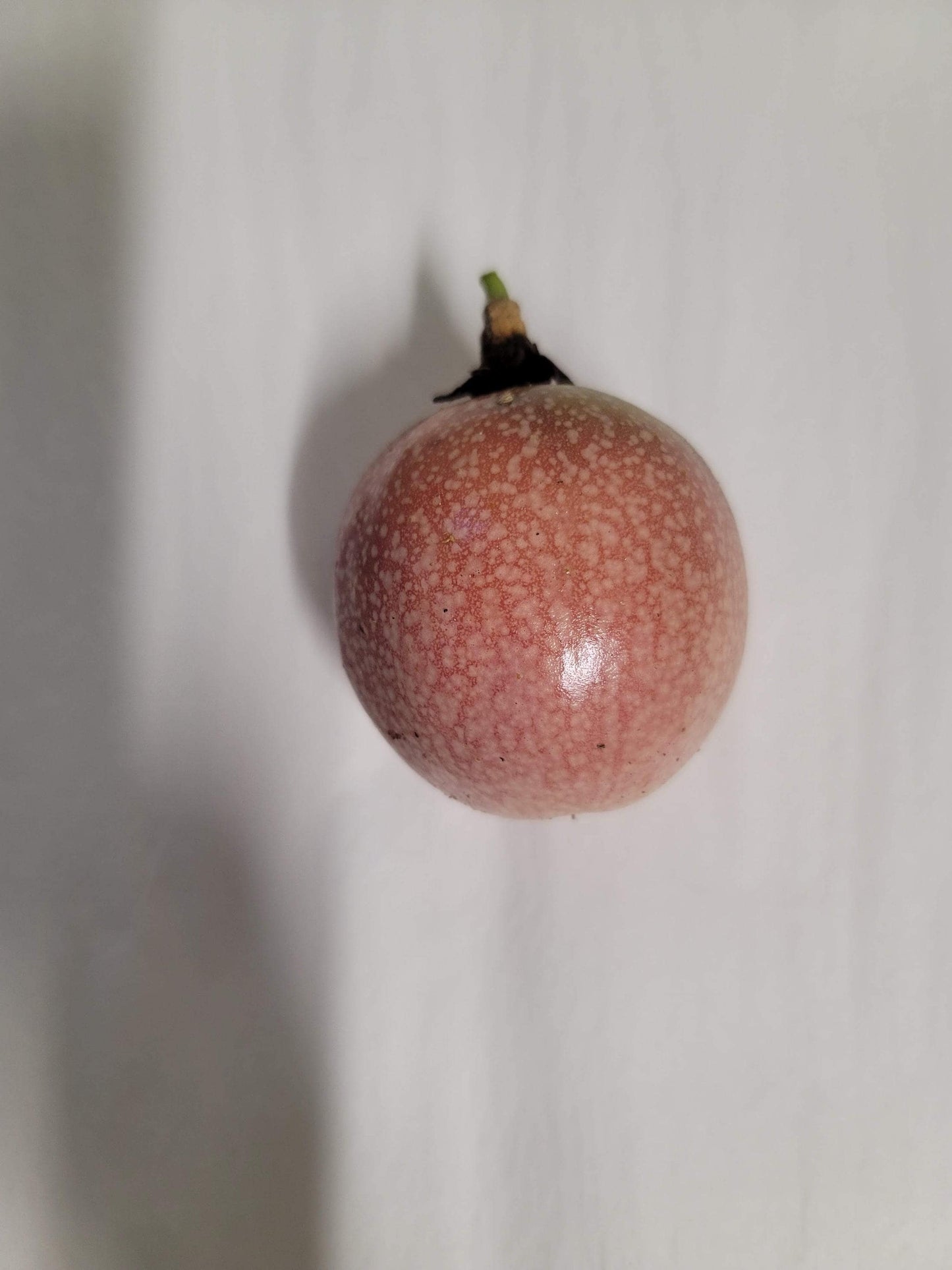 An organic passion fruit plant in a four inch pot with Plant food and care sheet.