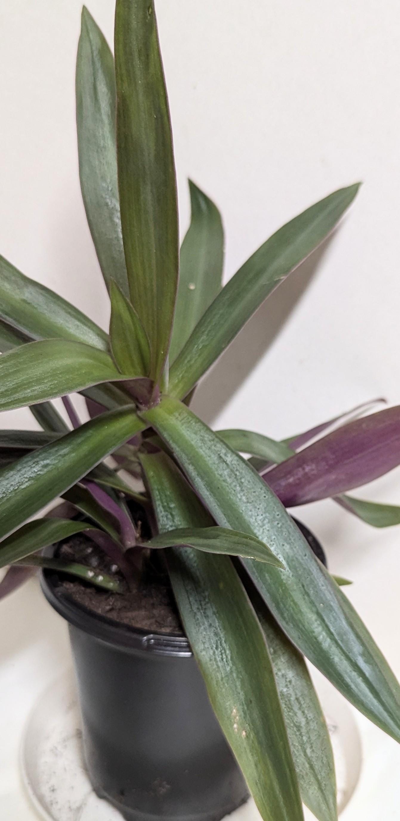 A Moses in the Cradle Oyster plant in a 2.5 Inch Pot by Emeritus Gardens. Includes care guide and plant food.