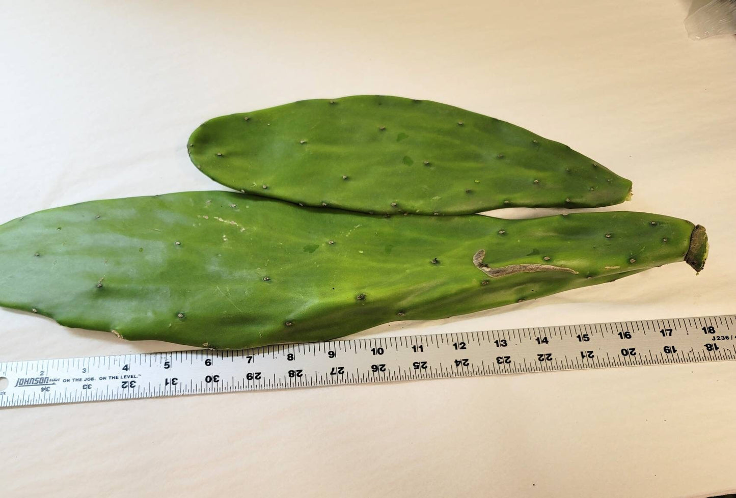 Nopal cactus leaves:large cuttings to root or cook. Come with plant food and growing guide.
