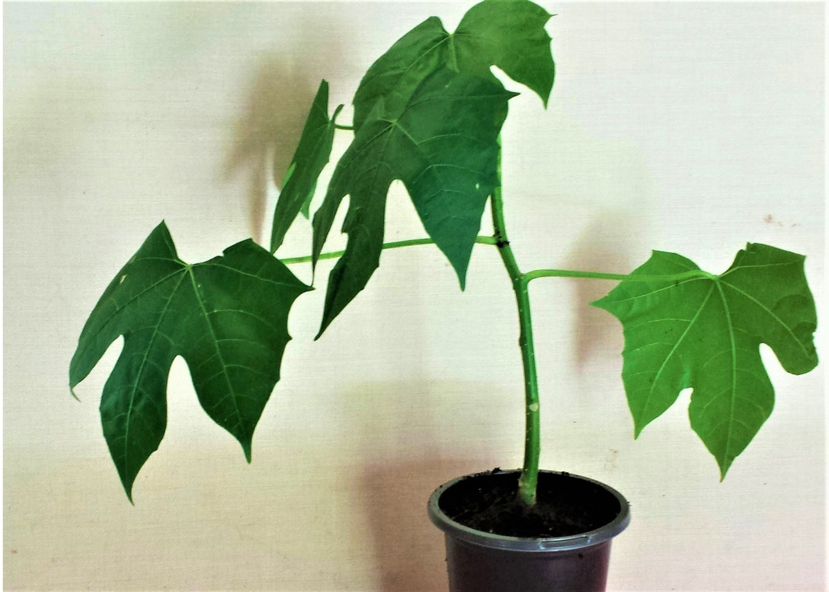 Healthy Chaya Plant Cuttings: Nutritious Edible Garden Plant