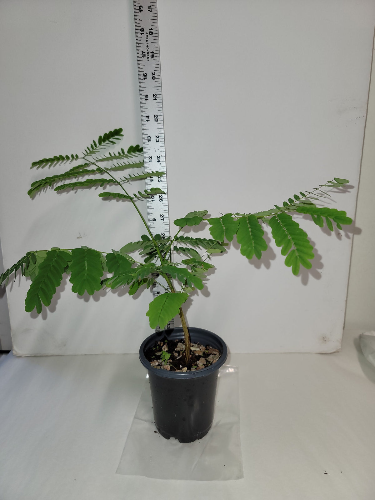 Royal Poinciana Tree Seeds: Delonix Regia - Tree of Fire (Care Guide Included)