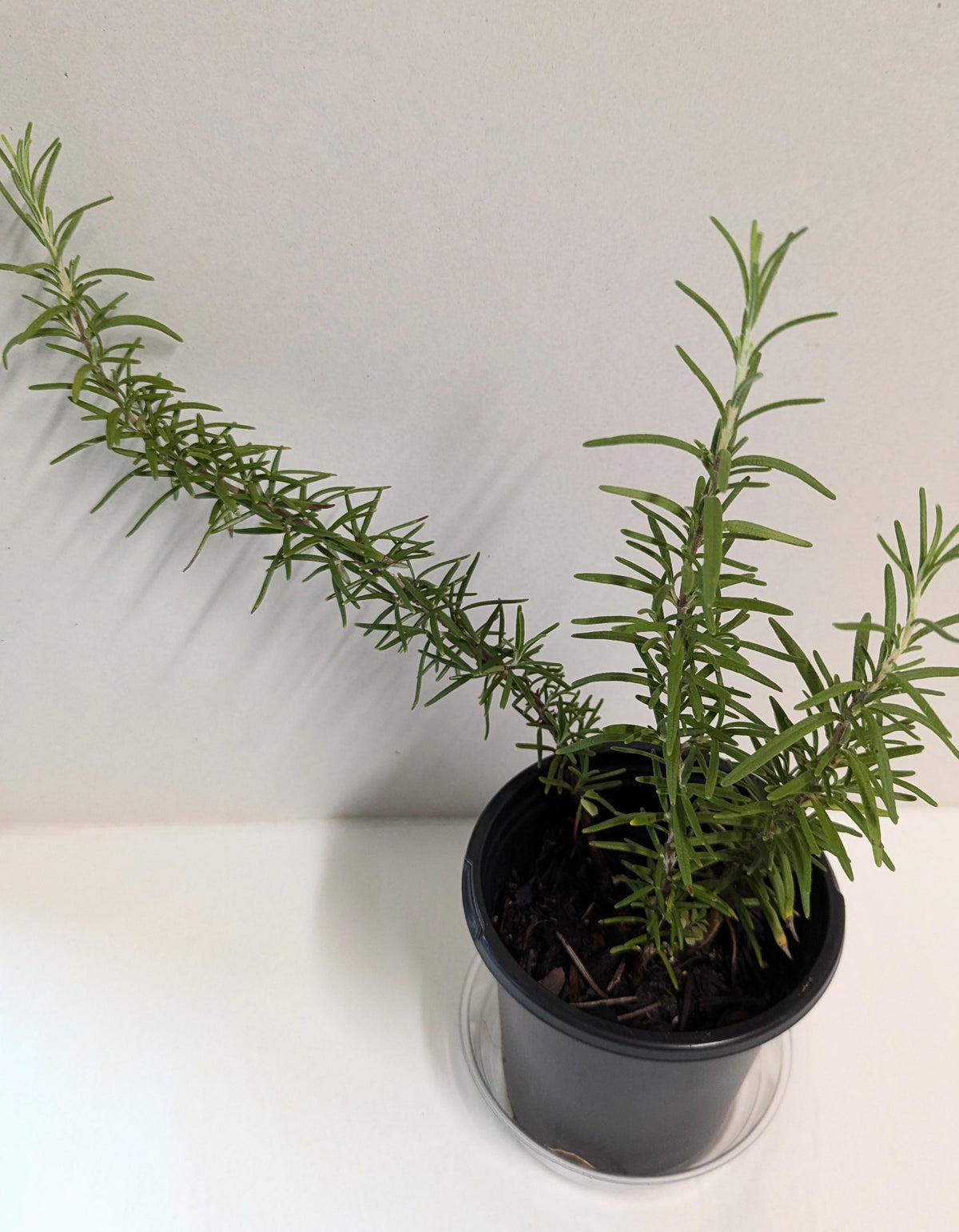 A Rosemary plant, Rosmarinus officinalis in a four inch pot with care guide, and plant food and pot tray.