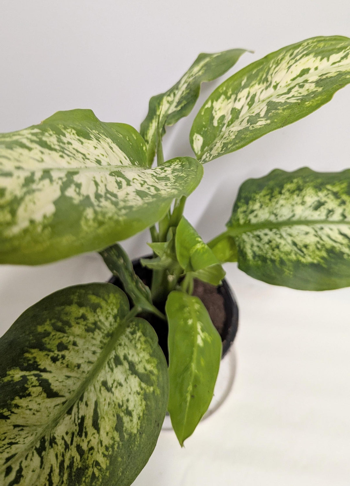 Dieffenbachia Plant, Low Light Houseplant (4 inch pot)