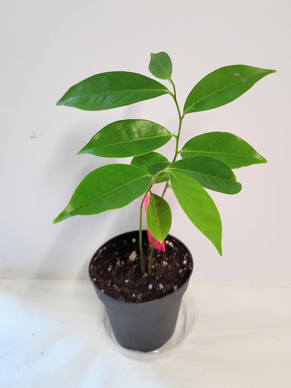 Organic Rooted Cuttings: Philodendron, Pothos, Areca - Houseplant Collection. No CA and AZ shipping, sorry.