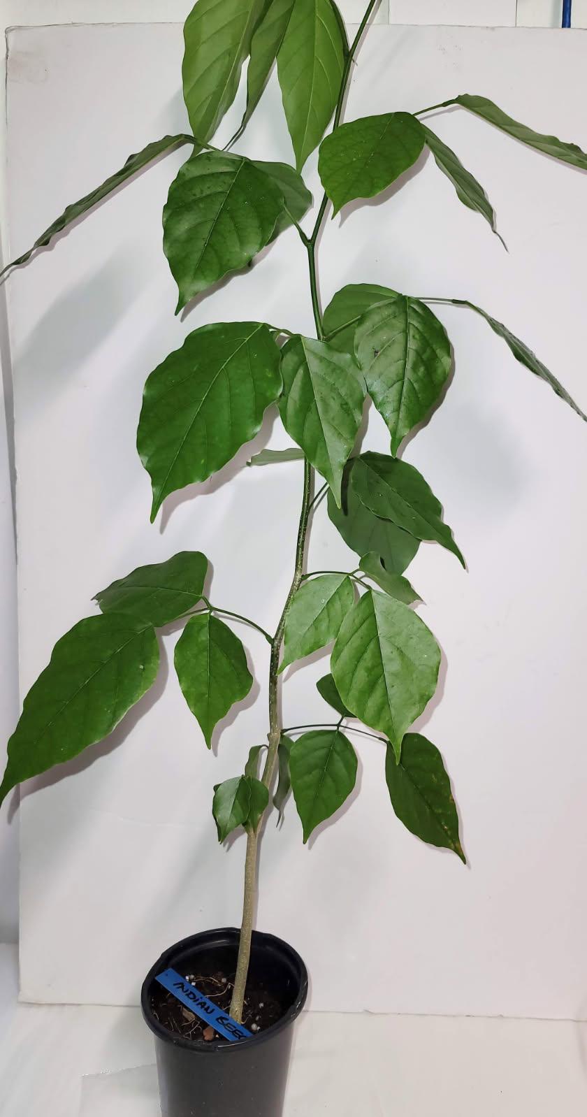 A healthy young Indian Beech Tree Seedling: Pongamia pinnata - Purple Flowers
