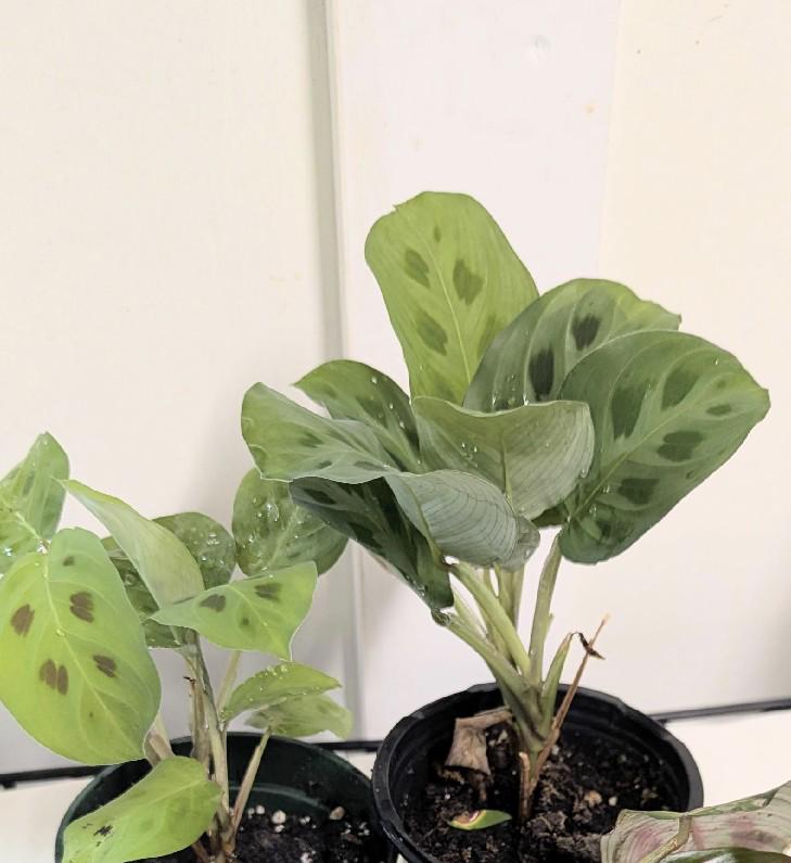 Red Prayer and Rabbits paw Prayer plant Cuttings with Spider Plant Babies: Air-Filtering Live Plants