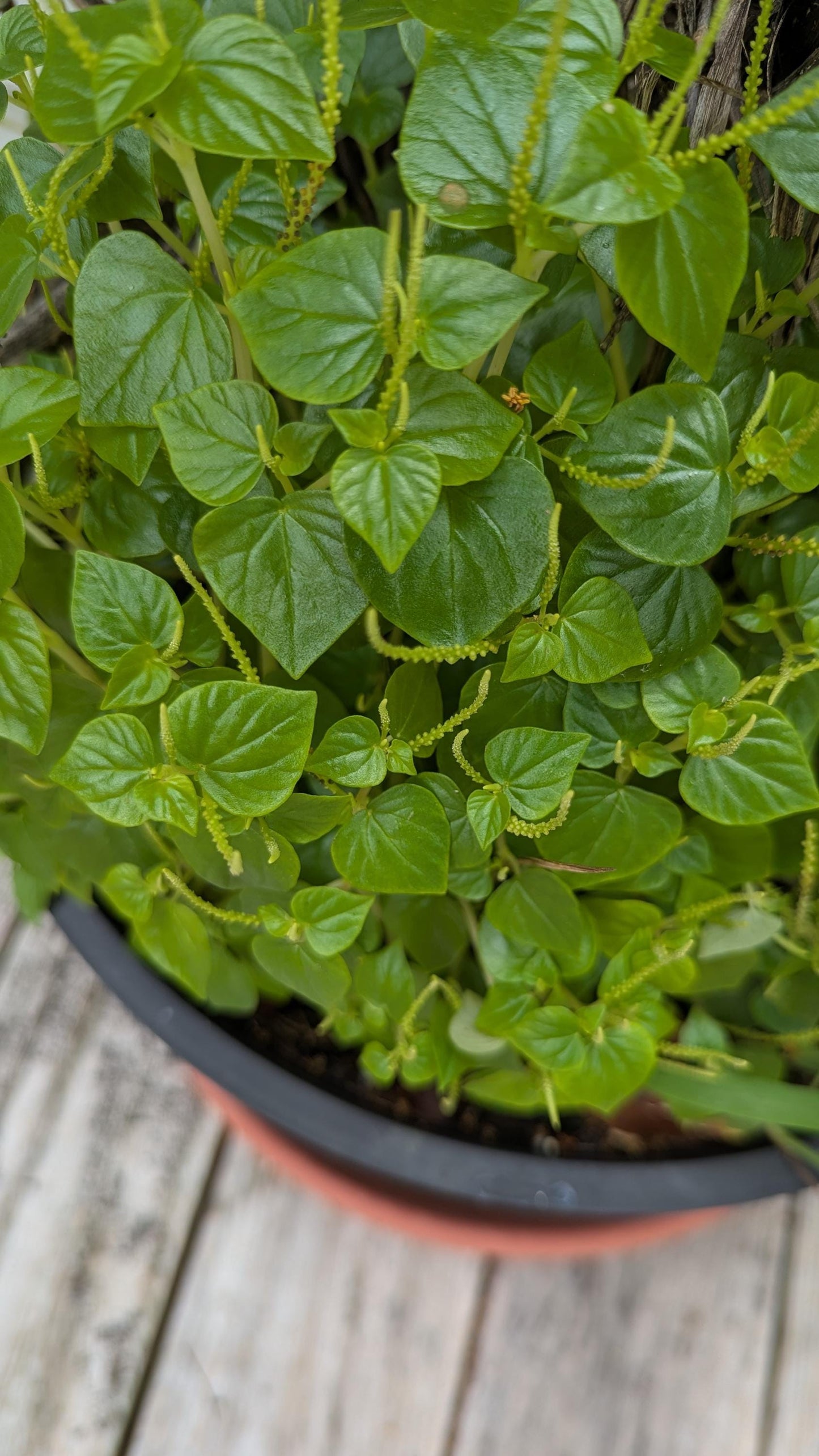 Peperomia pellucida in a 2.5" pot. Care guide and plant food .No shipping to HI and CA.