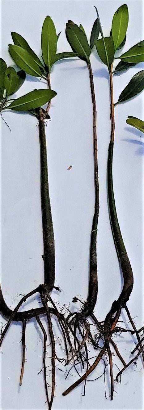Red Mangrove Plants | Bundle of 5 | Rhizophora mangle | Rooted | Live Aquarium & Pond Plant