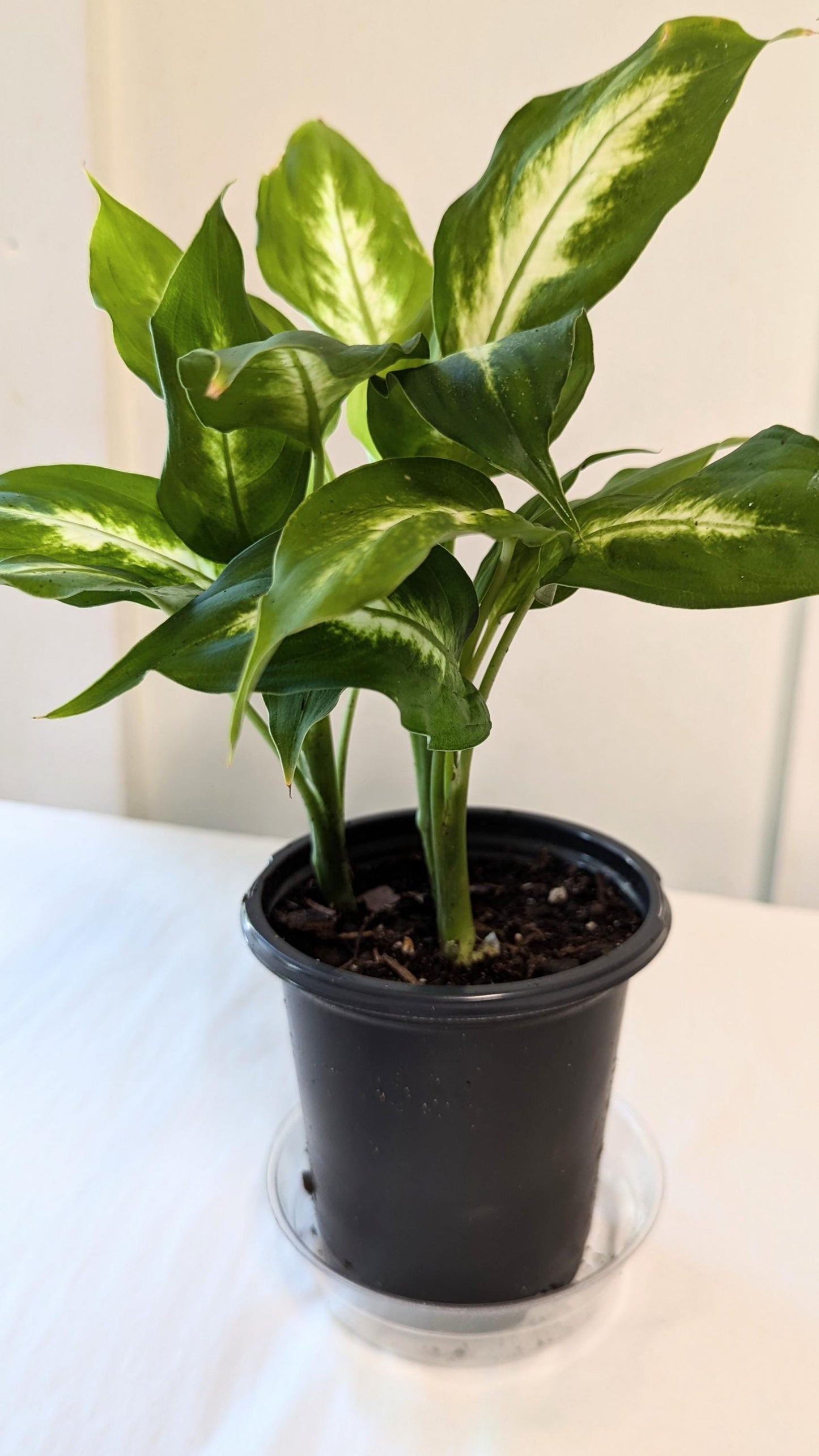 A healthy Dieffenbachia Plant in a four inch pot with plant food and care sheet.