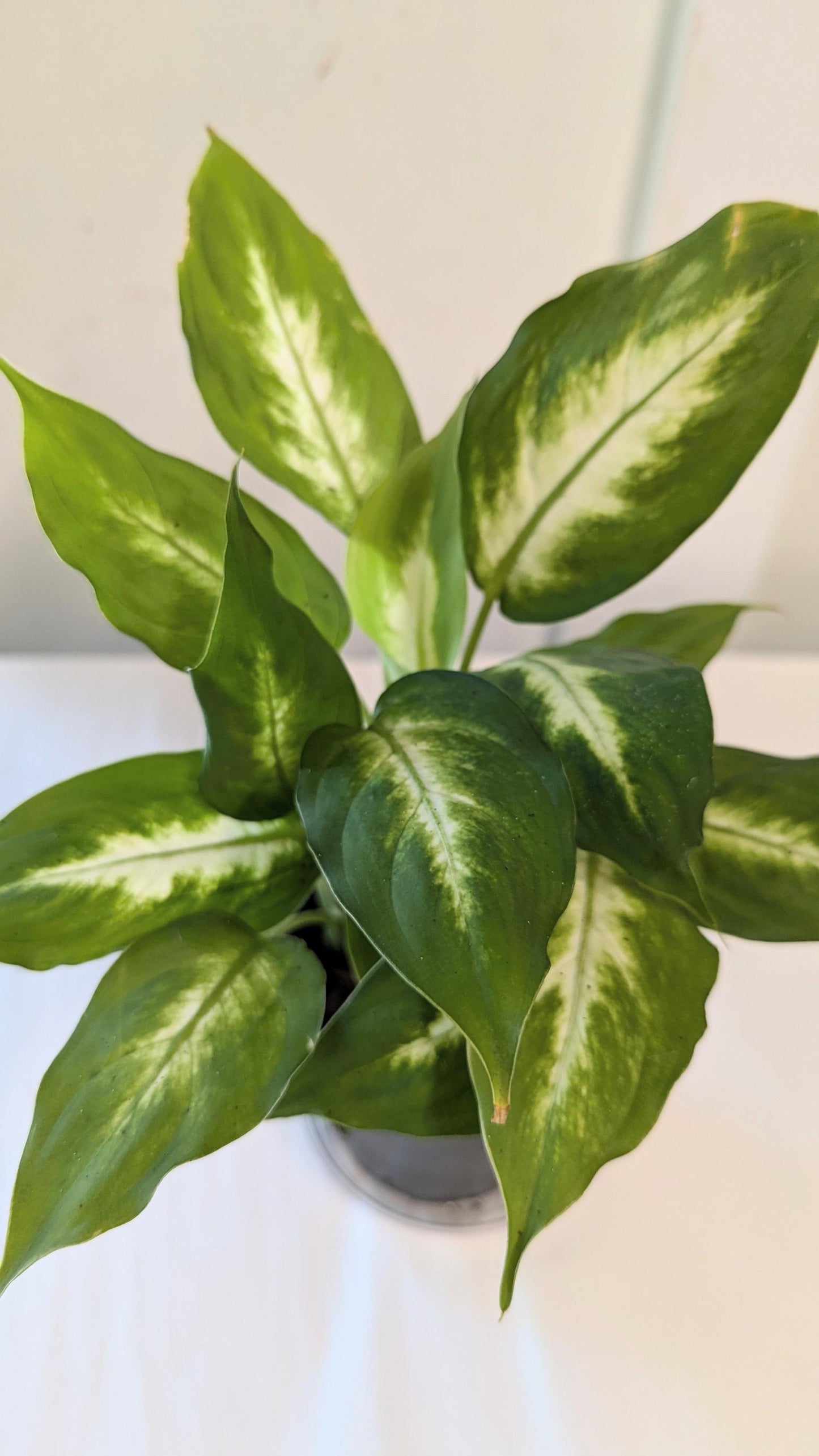 A healthy Dieffenbachia Plant in a four inch pot with plant food and care sheet.