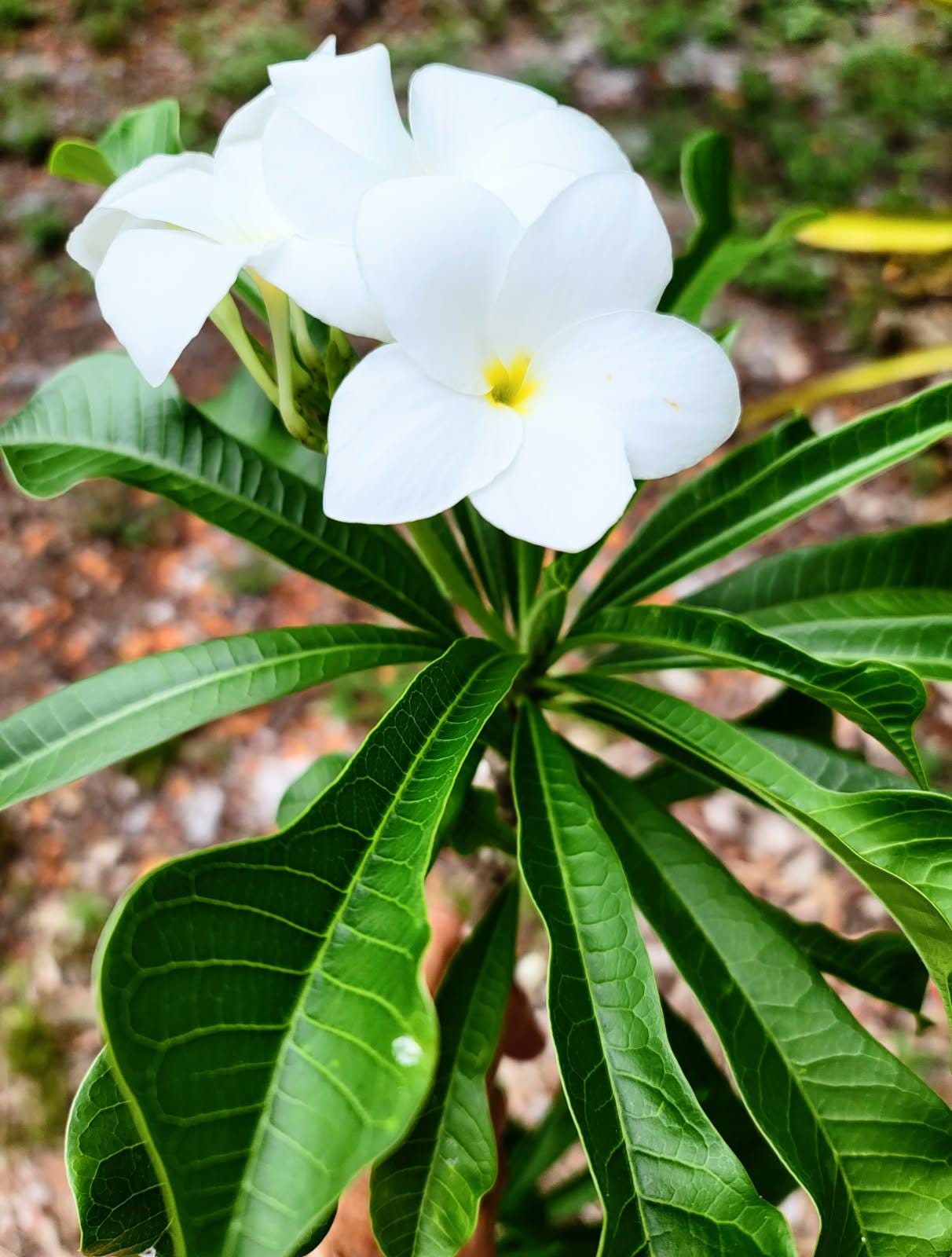 A Plumeria Bridal Bouquet cutting. Plant food and planting guide included.  White very long lasting flower.