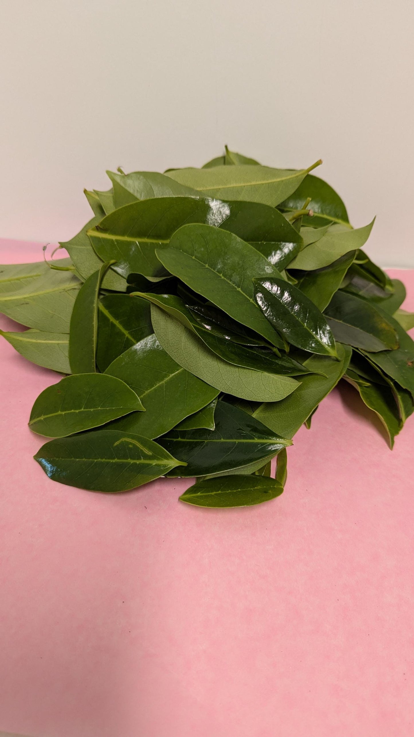 Organic Soursop Leaves | 2oz Freshly Harvested | Tea & Wellness