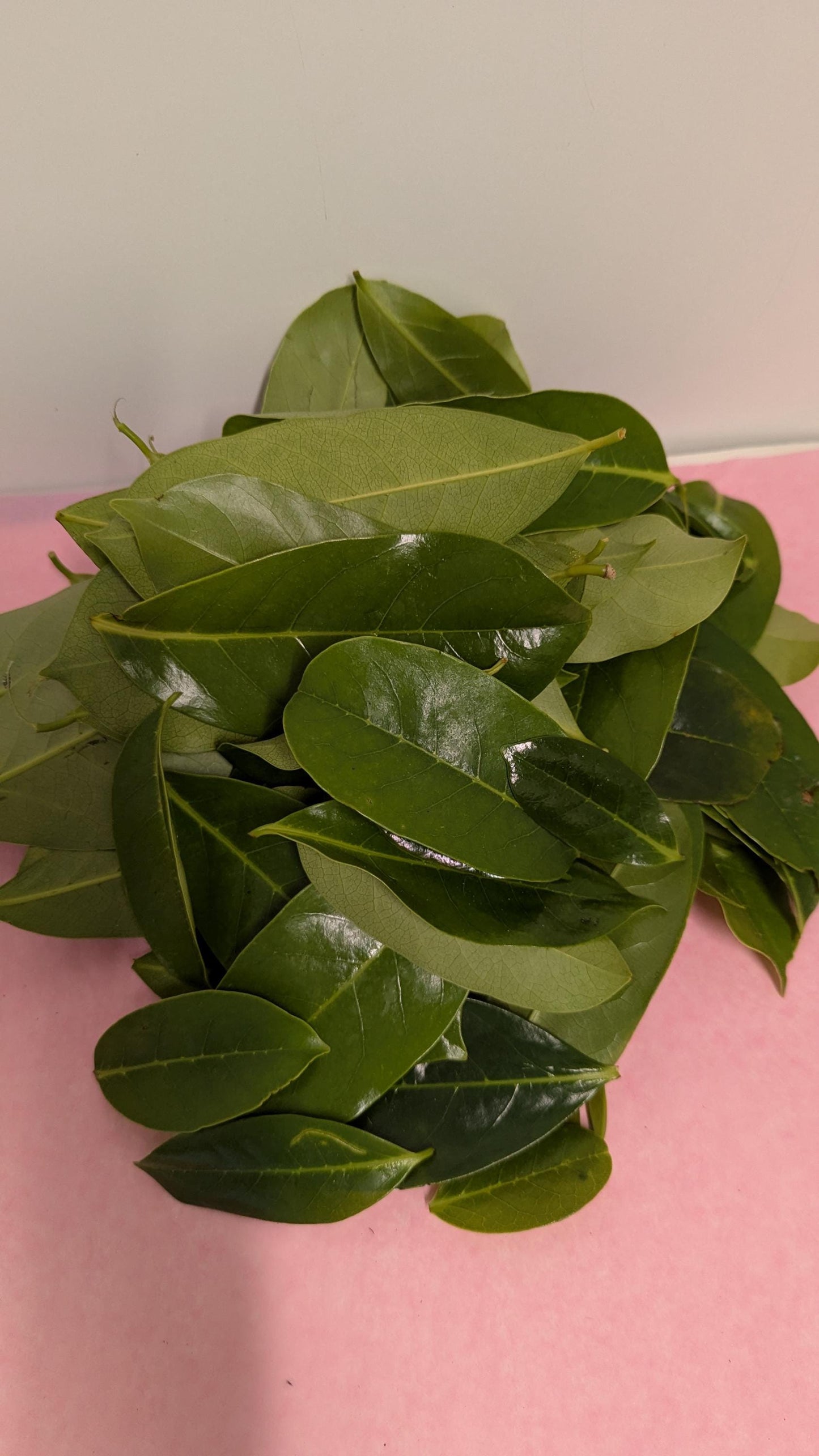 Organic Soursop Leaves | 2oz Freshly Harvested | Tea & Wellness