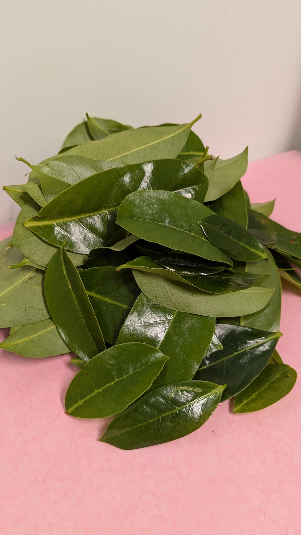 Organic Soursop Leaves | 2oz Freshly Harvested | Tea & Wellness