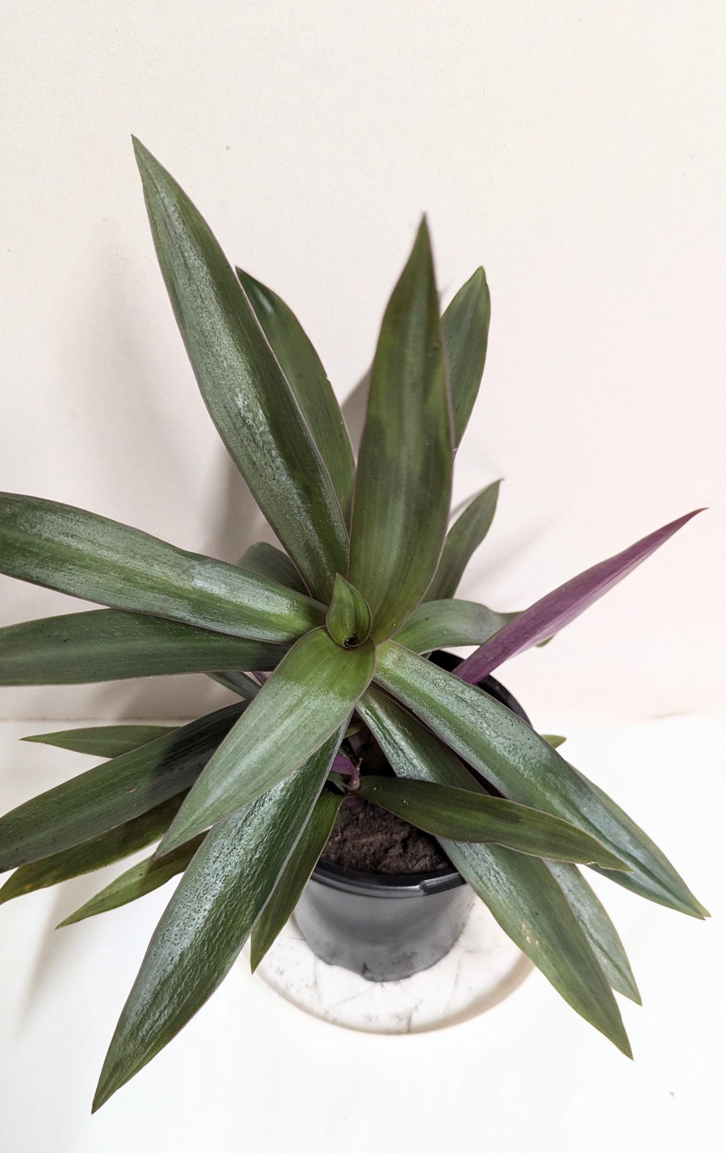A Moses in the Cradle Oyster plant in a 2.5 Inch Pot by Emeritus Gardens. Includes care guide and plant food.