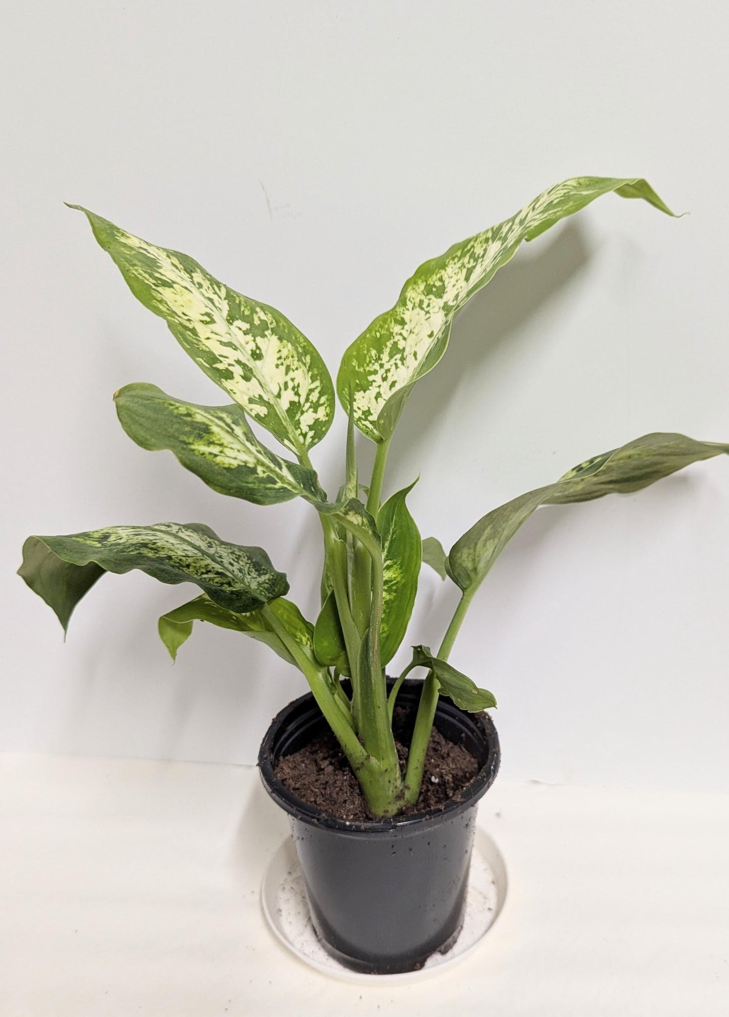 Dieffenbachia Plant in a 2.5 inch pot with plant food and care sheet.