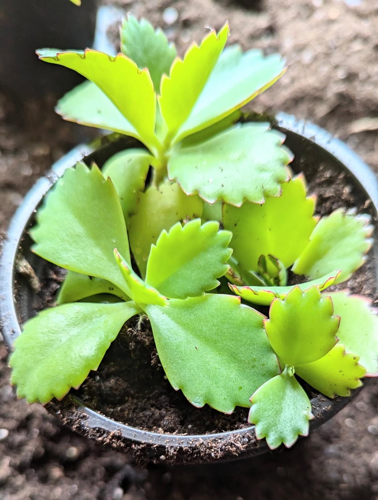 Mother of Thousands Kalanchoe | Live Succulent Plant | Choose Your Pot Size