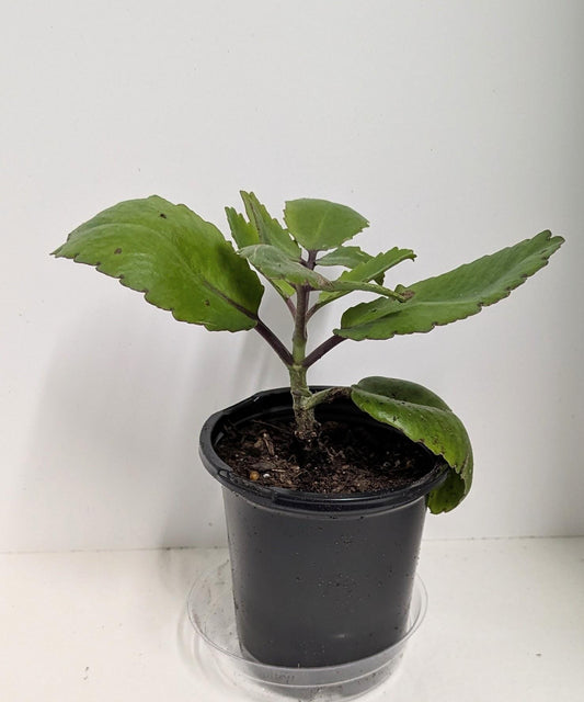 An Organic Kalanchoe pinnata plant in a 2.5 inch pot with strong roots. Plant food and care sheet included.