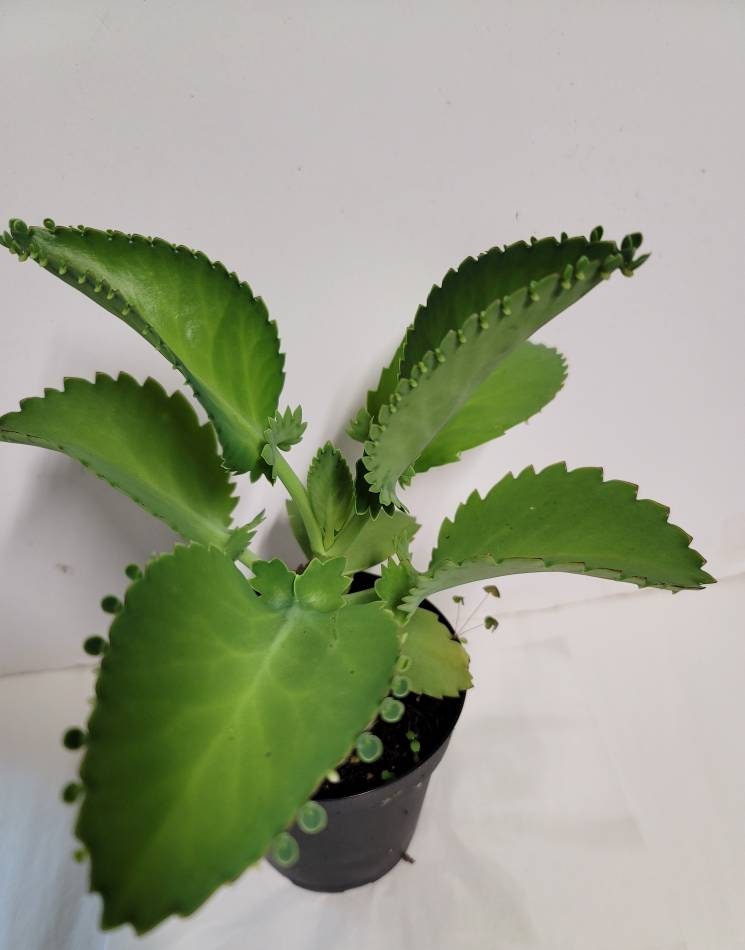 A Mother of Thousands Kalanchoe -Kalanchoe Bryophyllum daigremontiana- alligator plant, or Mexican hat plant in four inch pot.