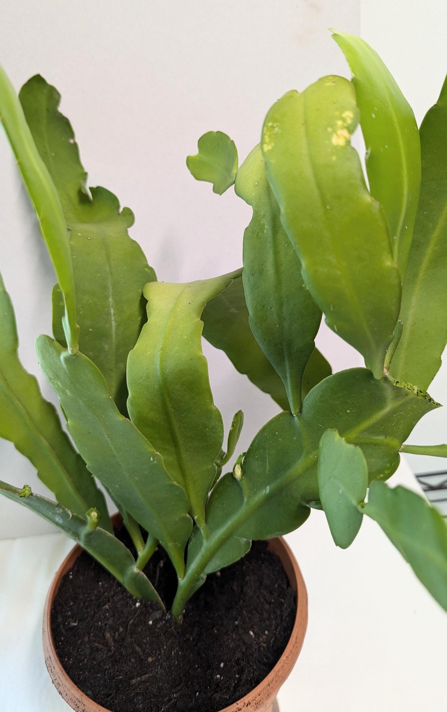A mature Cereus Queen of the night plant in a Six inch pot.