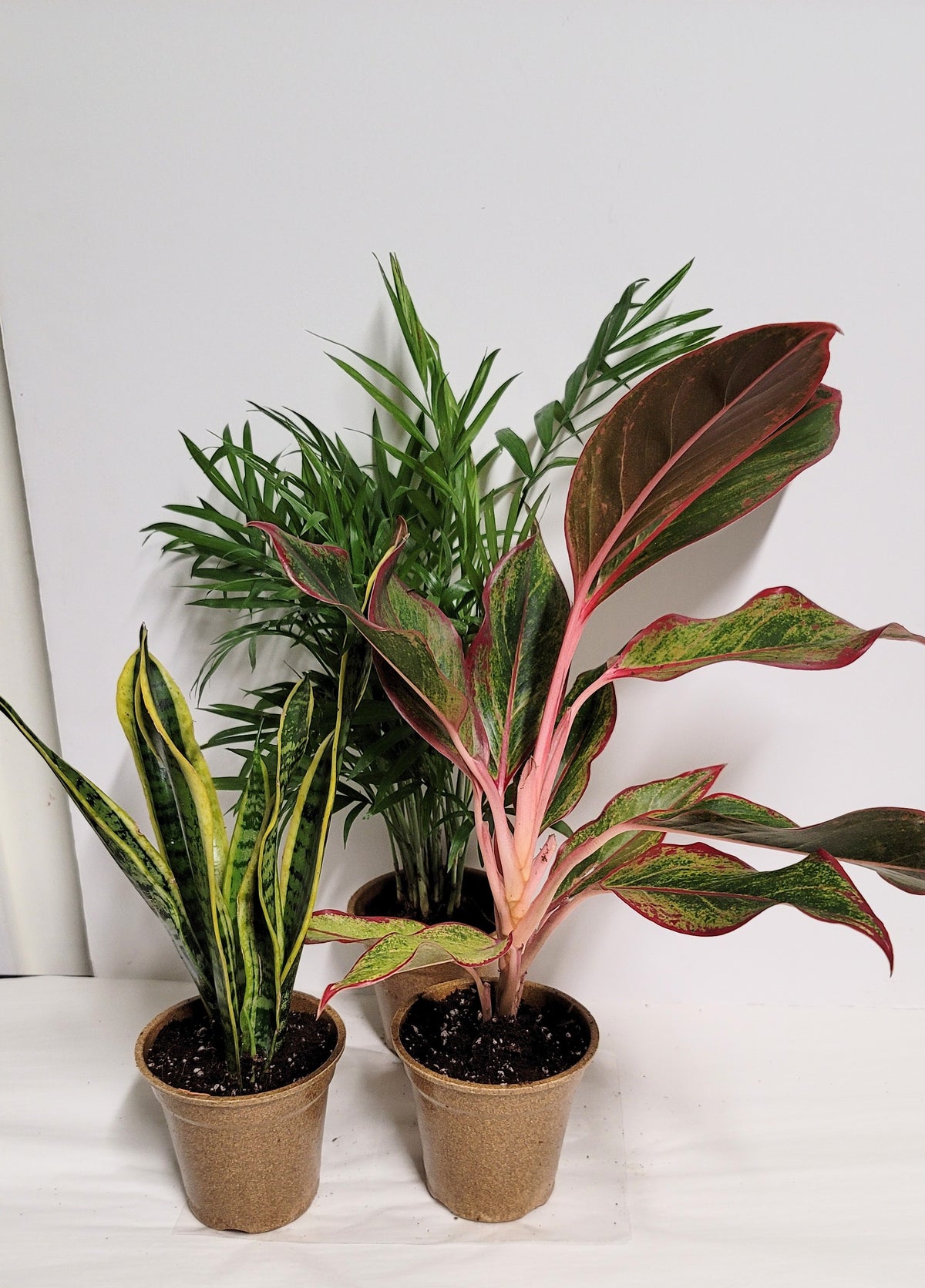 Three Fresh Air Plants: Aglaonema, Parlor Palm and a Sansevieria.  Plant food and Care Guides included.