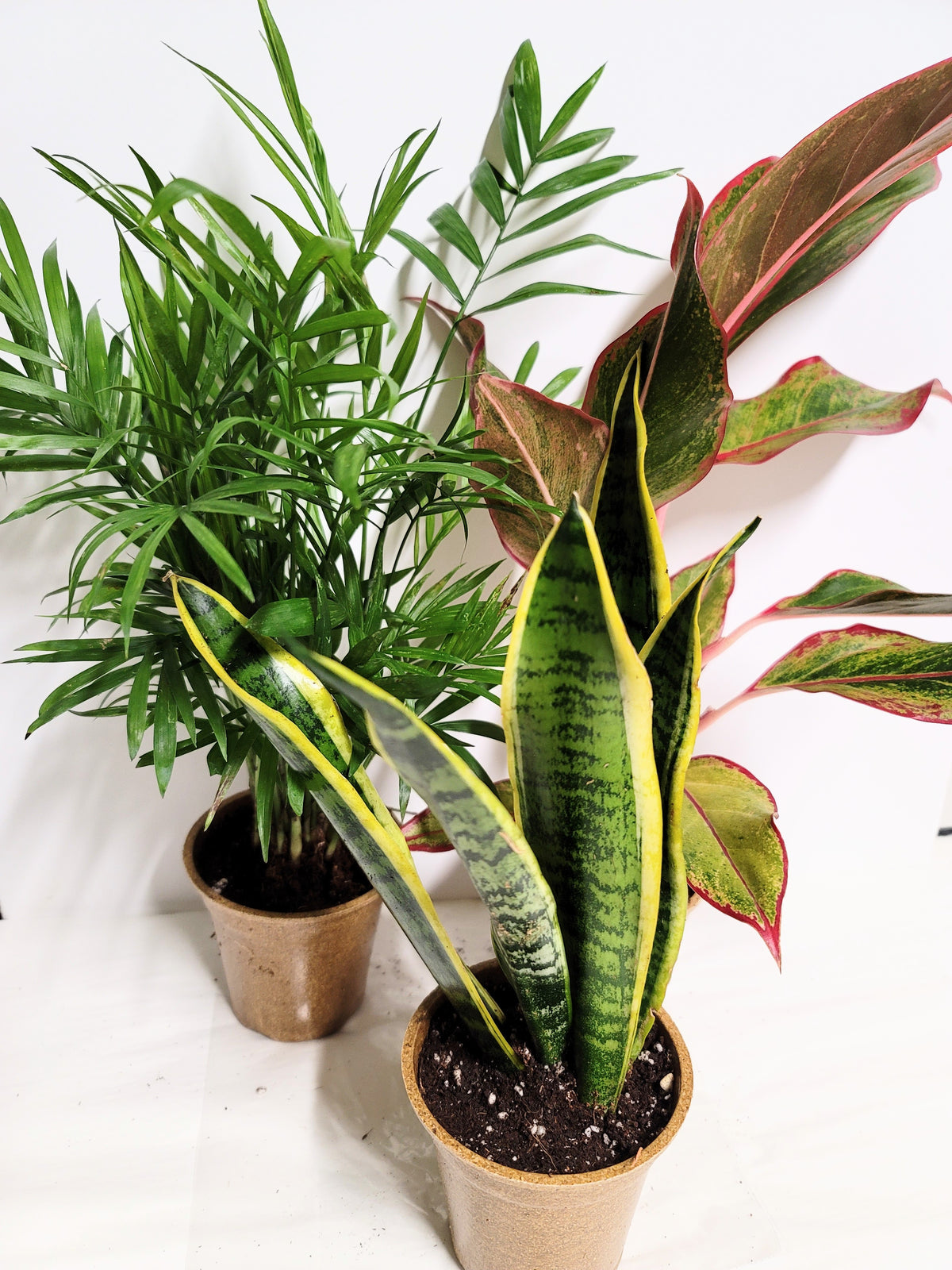 Three Fresh Air Plants: Aglaonema, Parlor Palm and a Sansevieria.  Plant food and Care Guides included.