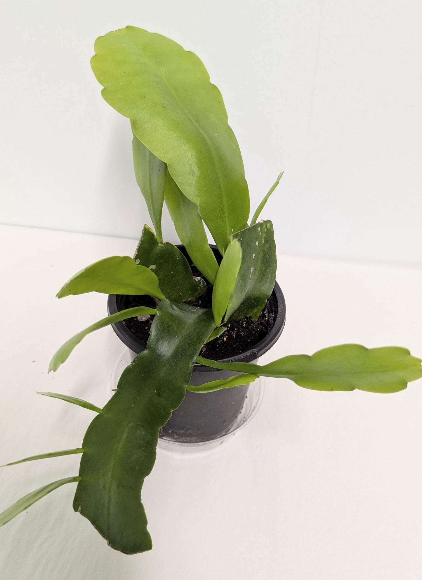 A well-rooted Cereus Queen of the Night Epiphyllum Oxipetalum plant with new growth in a four inch pot.