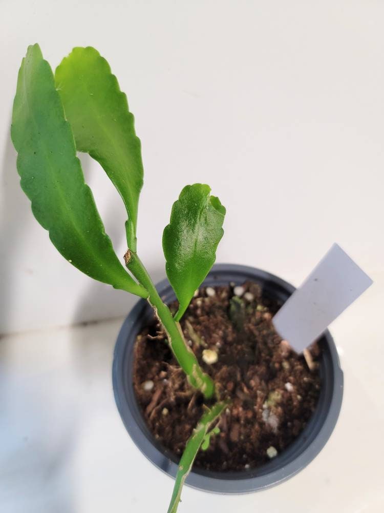 A well-rooted Cereus Queen of the Night Epiphyllum Oxipetalum plant with new growth in a four inch pot.