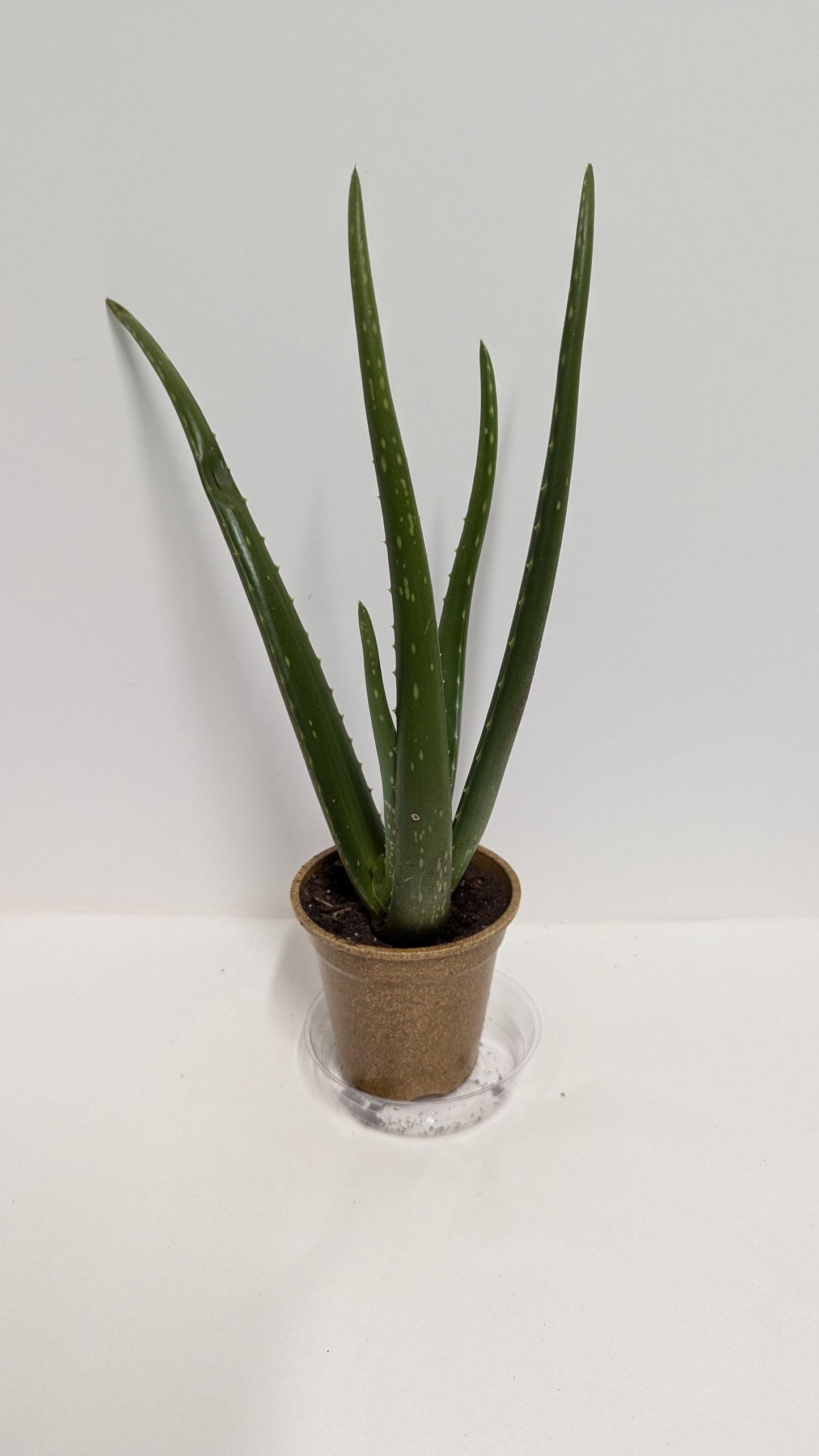 An organic   Florida Aloe vera Plant in a 2.5"Pot with  plant food and our easy Care Guide.