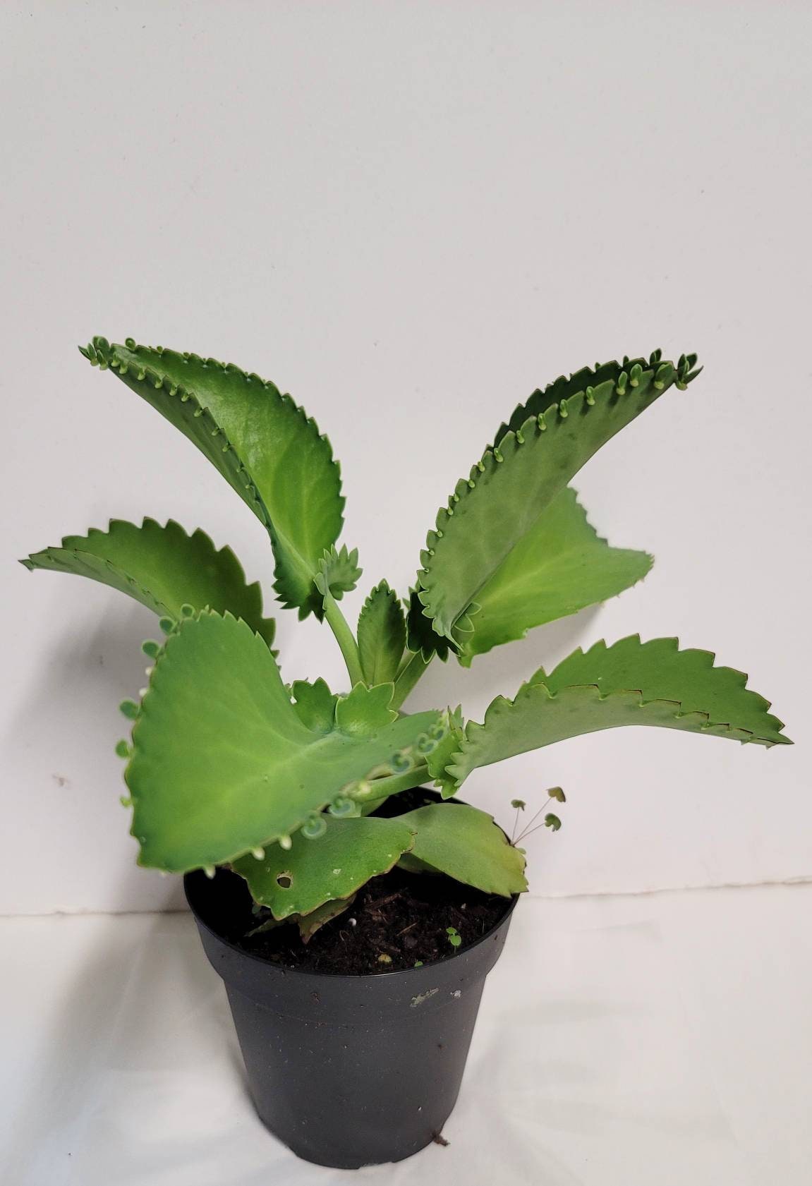 A Mother of Thousands Kalanchoe -Kalanchoe Bryophyllum daigremontiana- alligator plant, or Mexican hat plant in four inch pot.