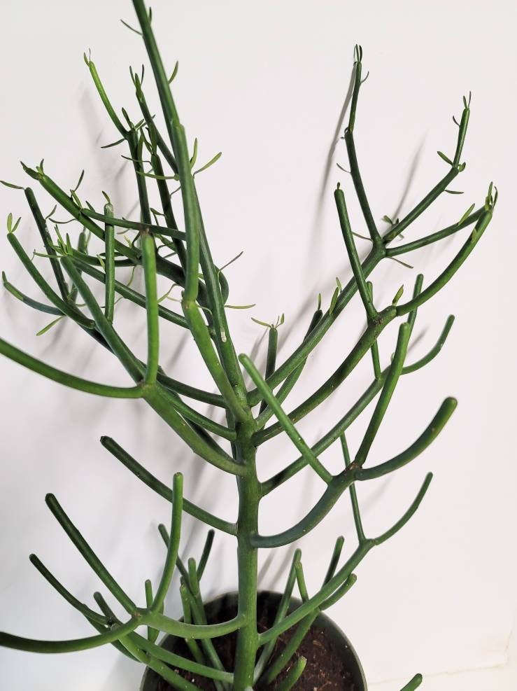 Ten clippings of  Euphorbia Tirucalli (Pencil cactus, Stick plant) with transplant guide and plant food.
