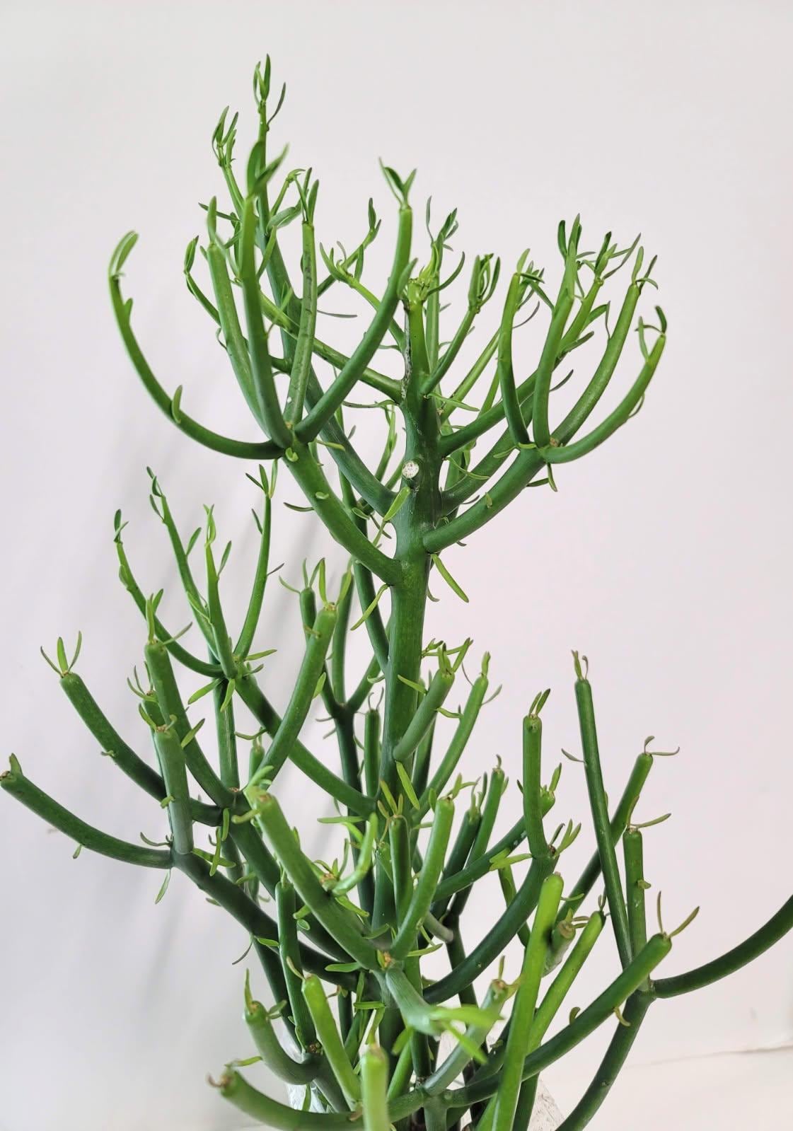 Ten clippings of  Euphorbia Tirucalli (Pencil cactus, Stick plant) with transplant guide and plant food.