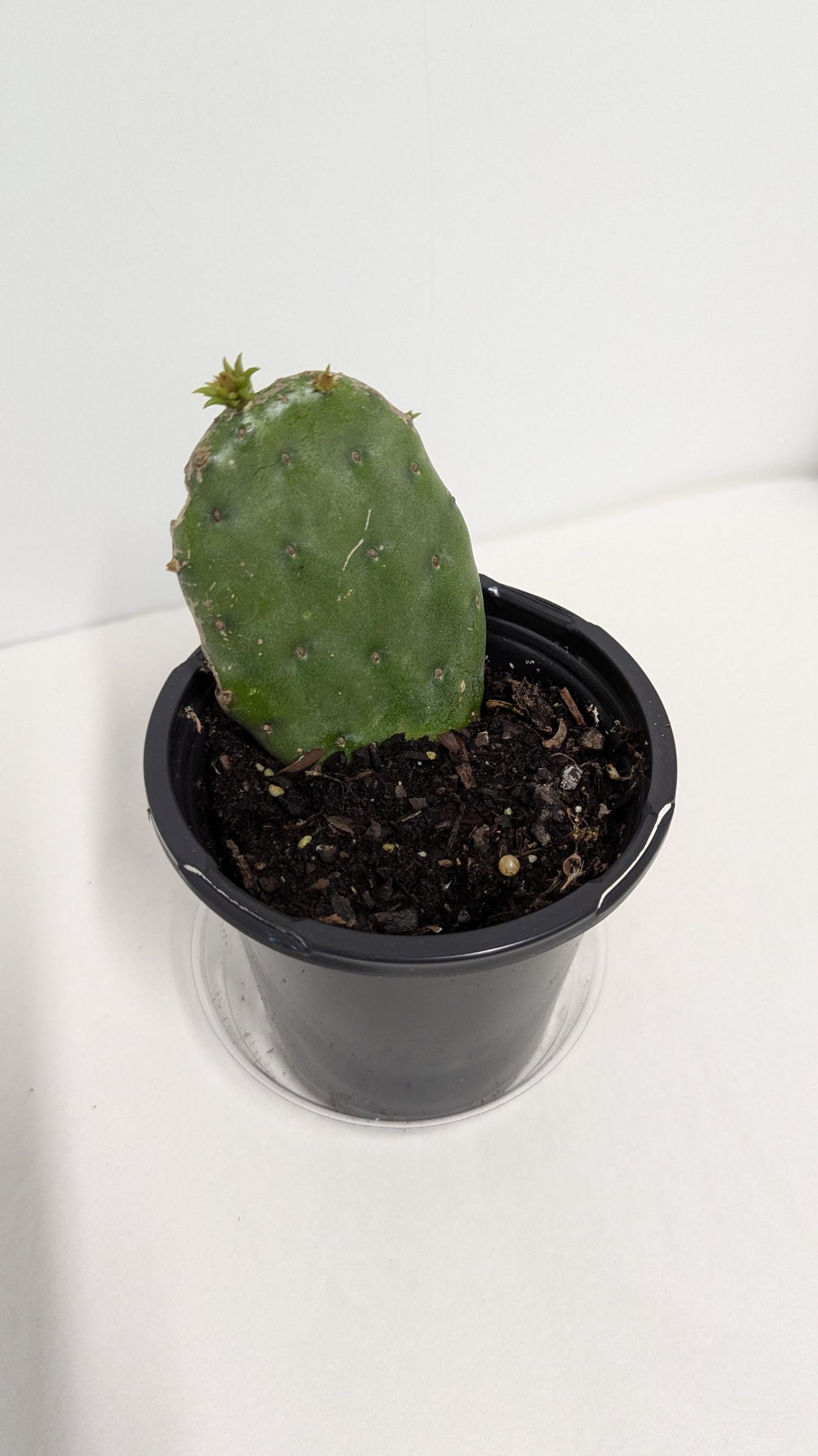 Nopal plant rooted in a Four Inch Pot.