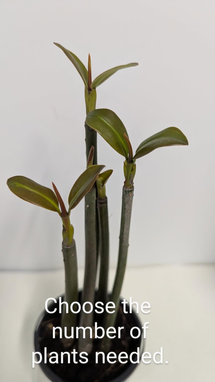 Three organic Mangroves with great roots ship bare-rooted  to US states ,except CA