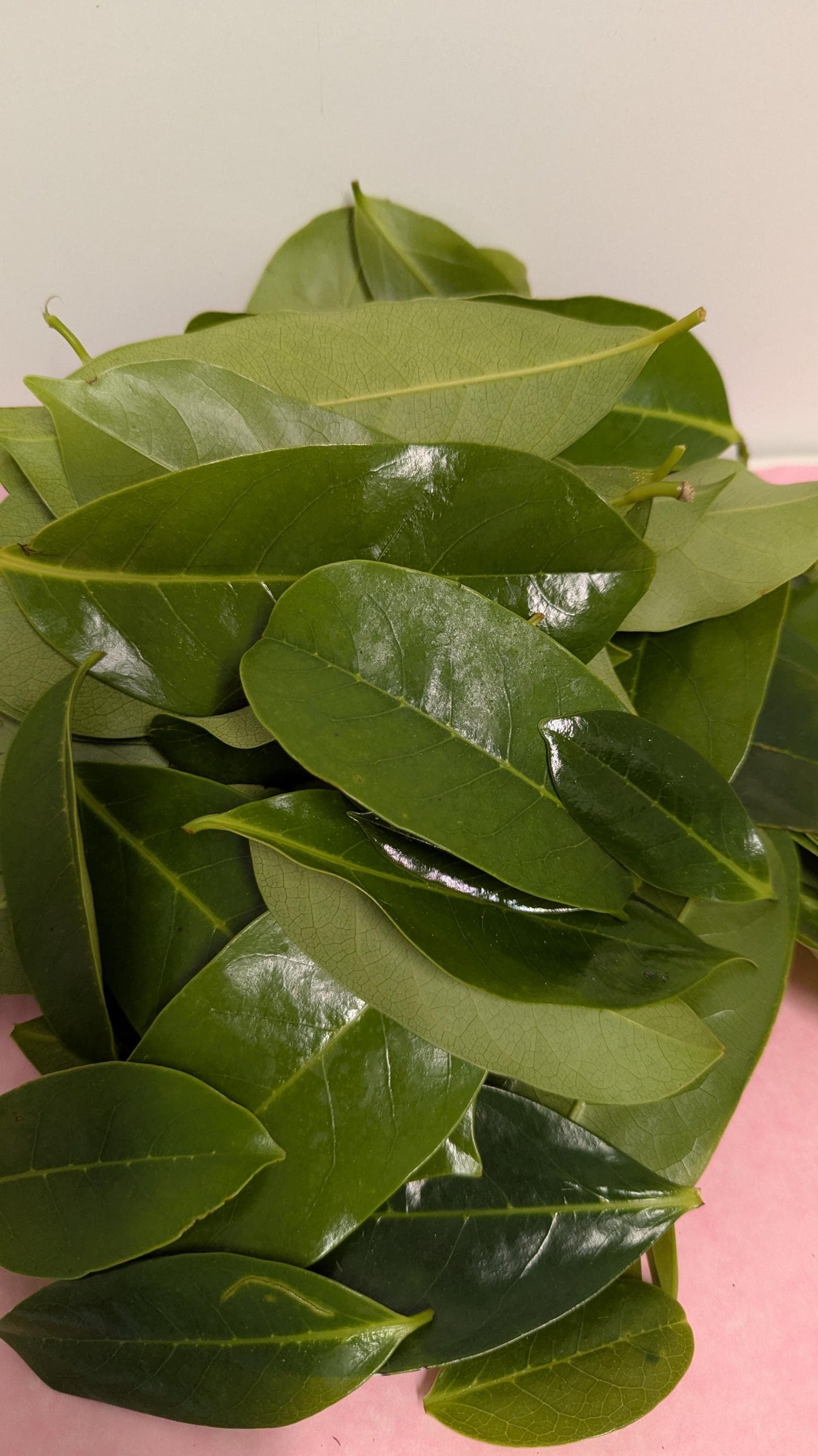 Organic Soursop Leaves | 2oz Freshly Harvested | Tea & Wellness
