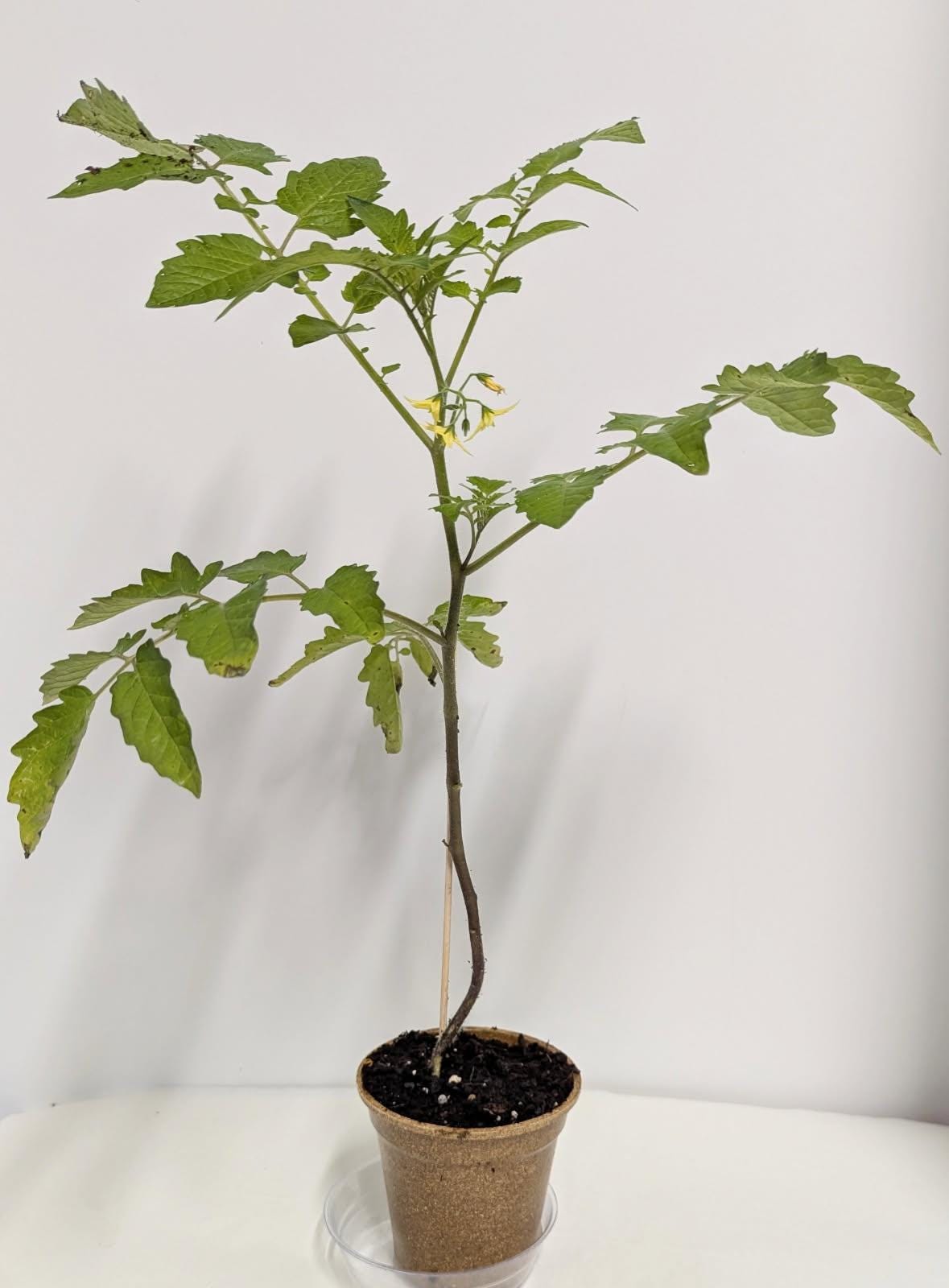 Two Everglades Tomato SEEDLINGS in Two Inch Pots with Plant food and our Easy Care Guide. Florida Everglades Tomato plant.