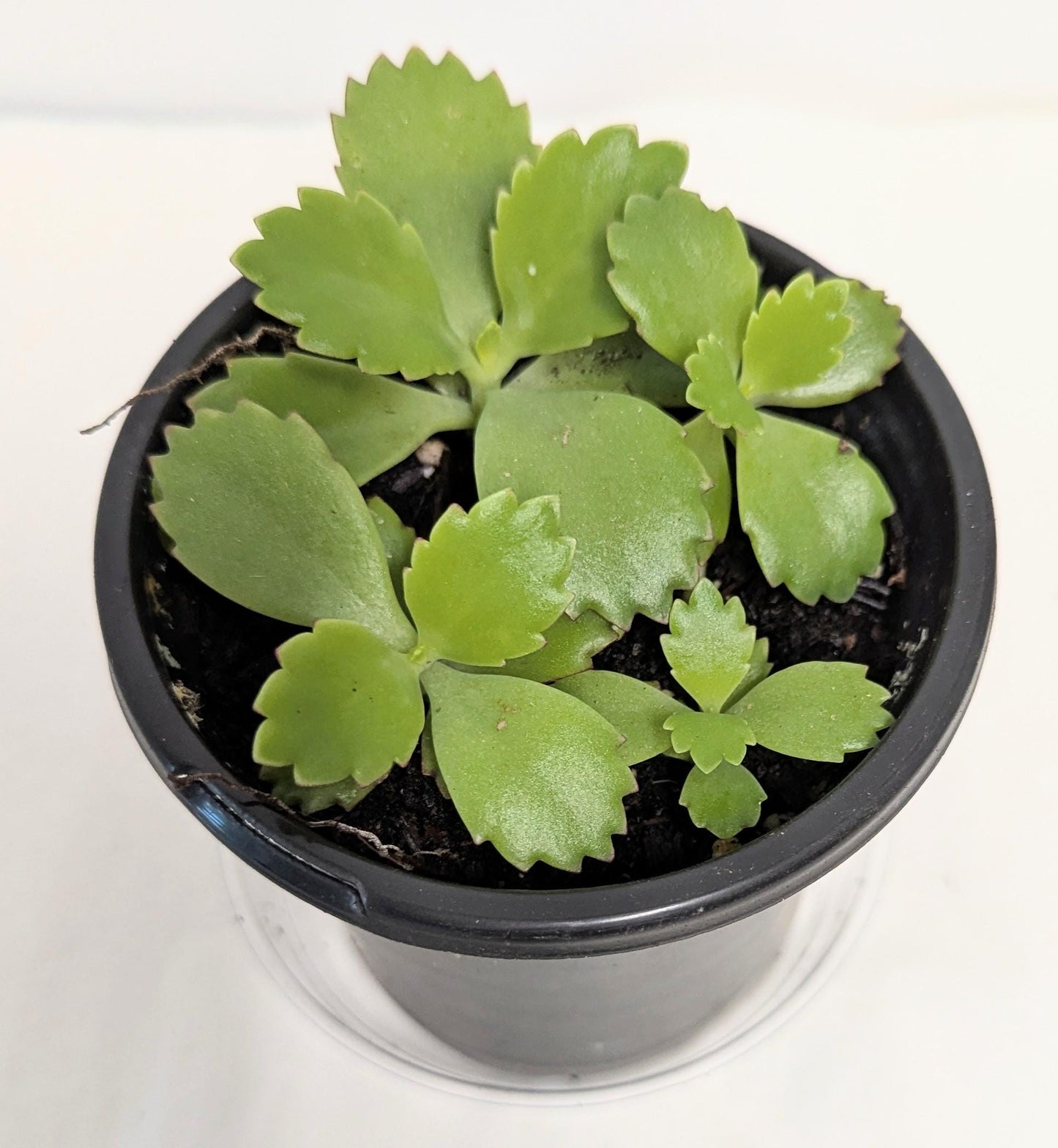 A Mother of Thousands Kalanchoe -Kalanchoe Bryophyllum daigremontiana- alligator plant, or Mexican hat plant in four inch pot.