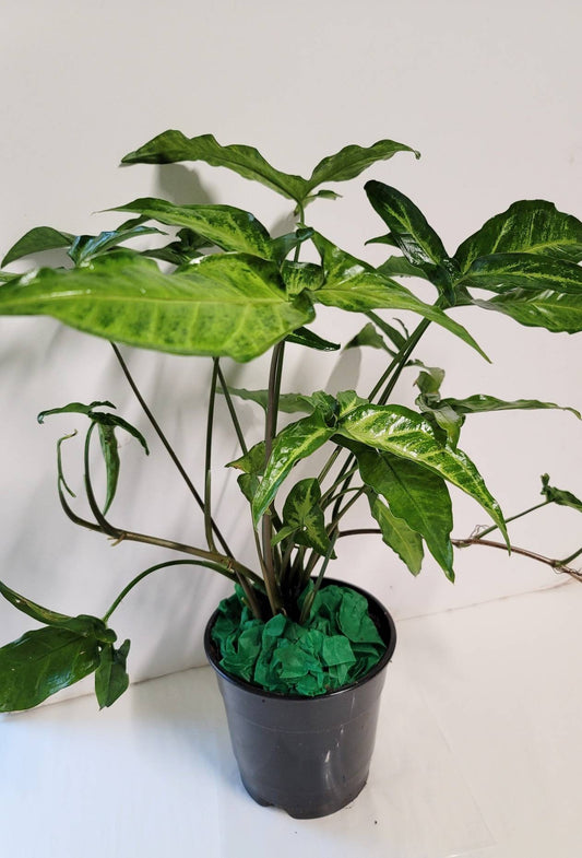 A Decorative Trilobe Syngonium in a four inch pot.plant food and NASA summary on air-filtering.