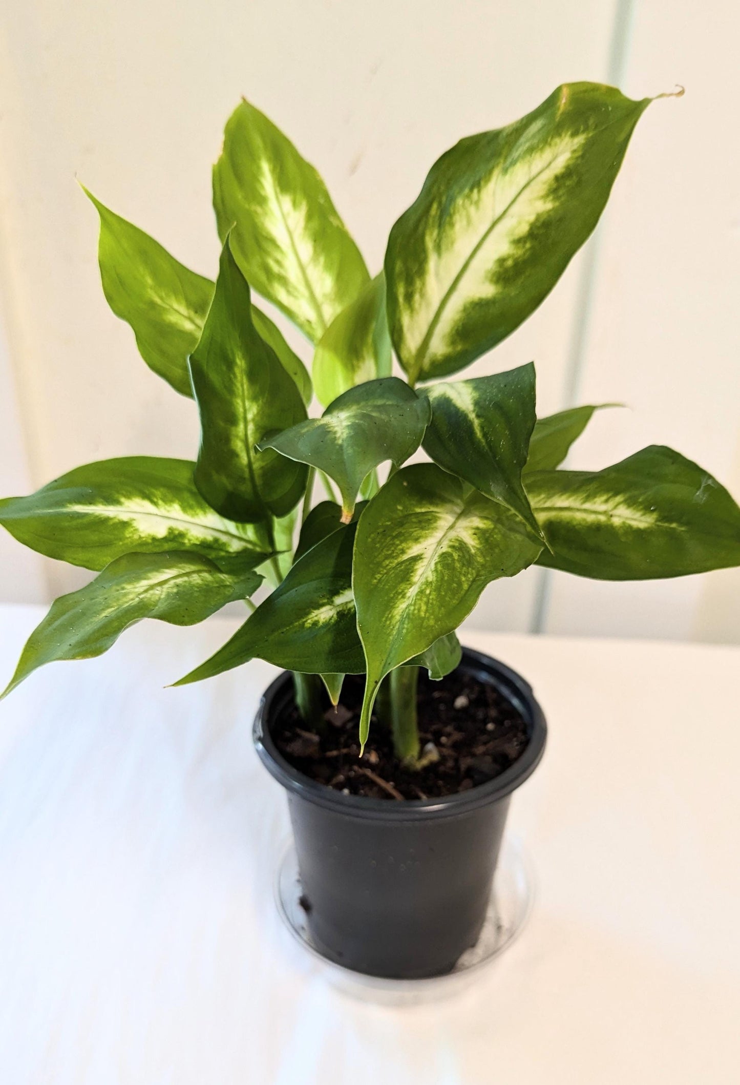 A healthy Dieffenbachia Plant in a four inch pot with plant food and care sheet.