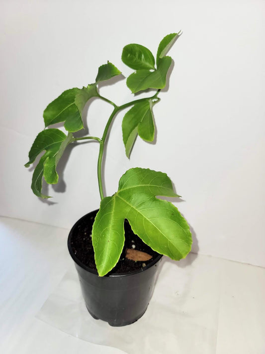 An organic passion fruit plant in a four inch pot with Plant food and care sheet.