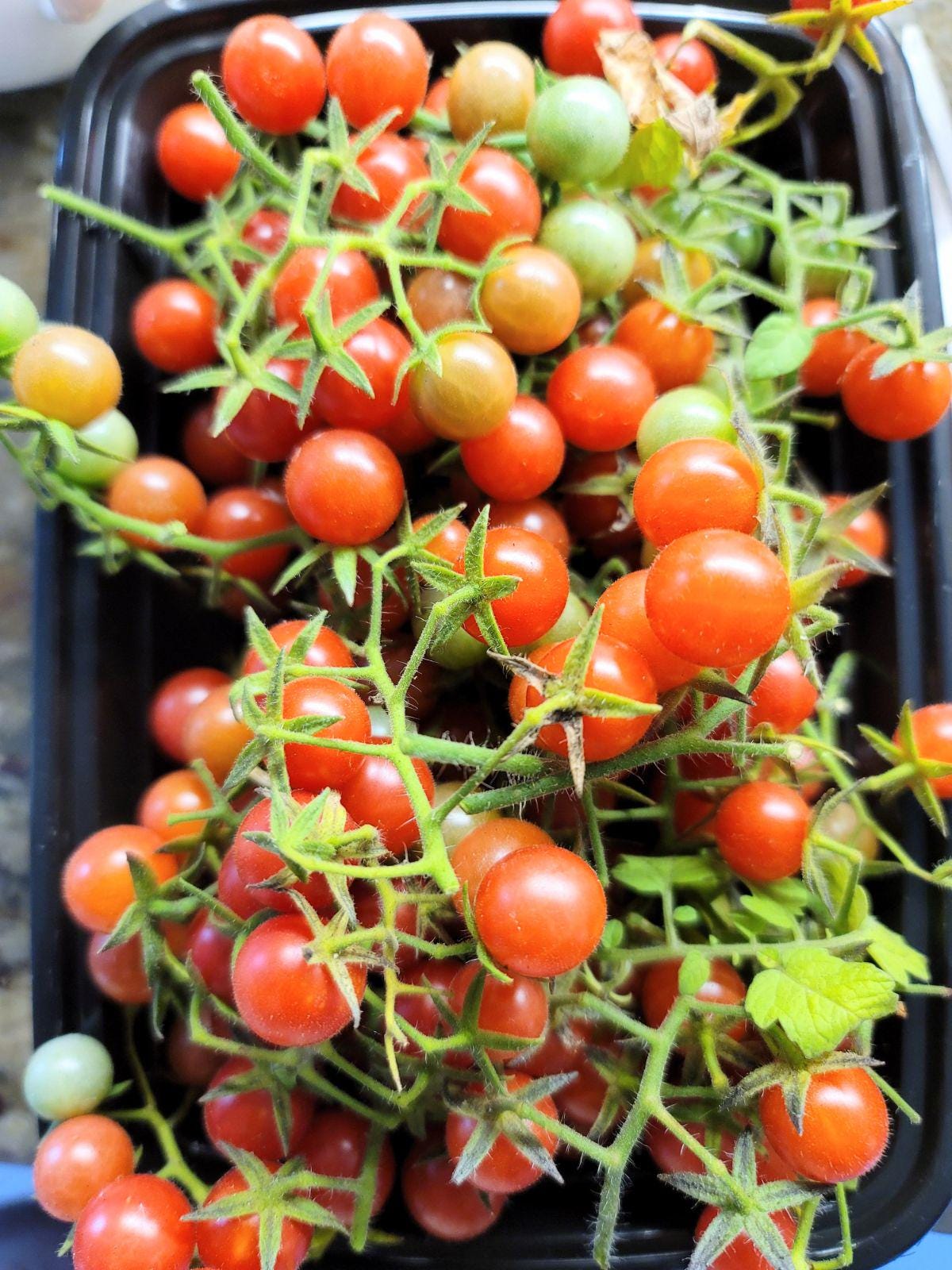Two Everglades Tomato SEEDLINGS in Two Inch Pots with Plant food and our Easy Care Guide. Florida Everglades Tomato plant.