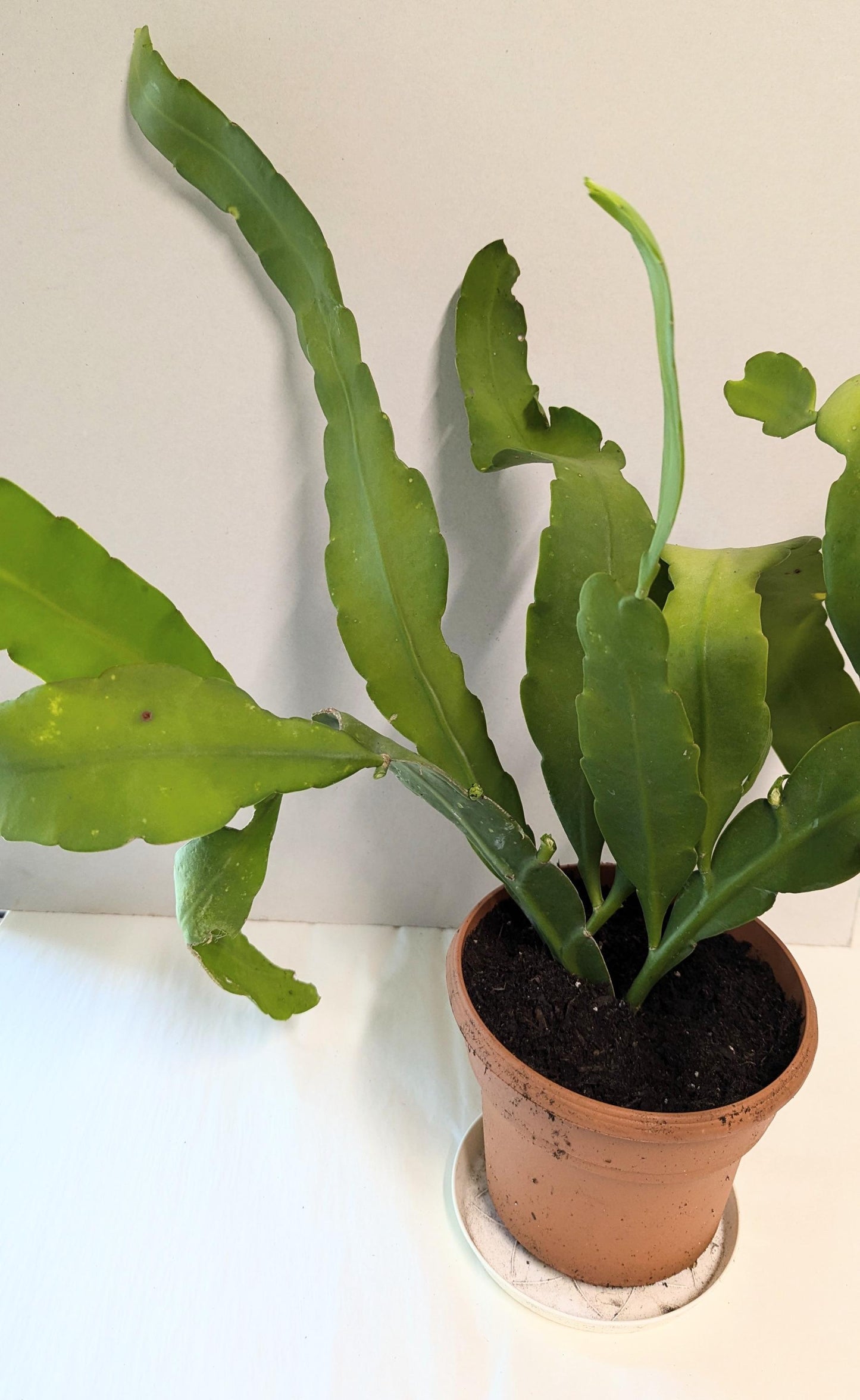A mature Cereus Queen of the night plant in a Six inch pot.
