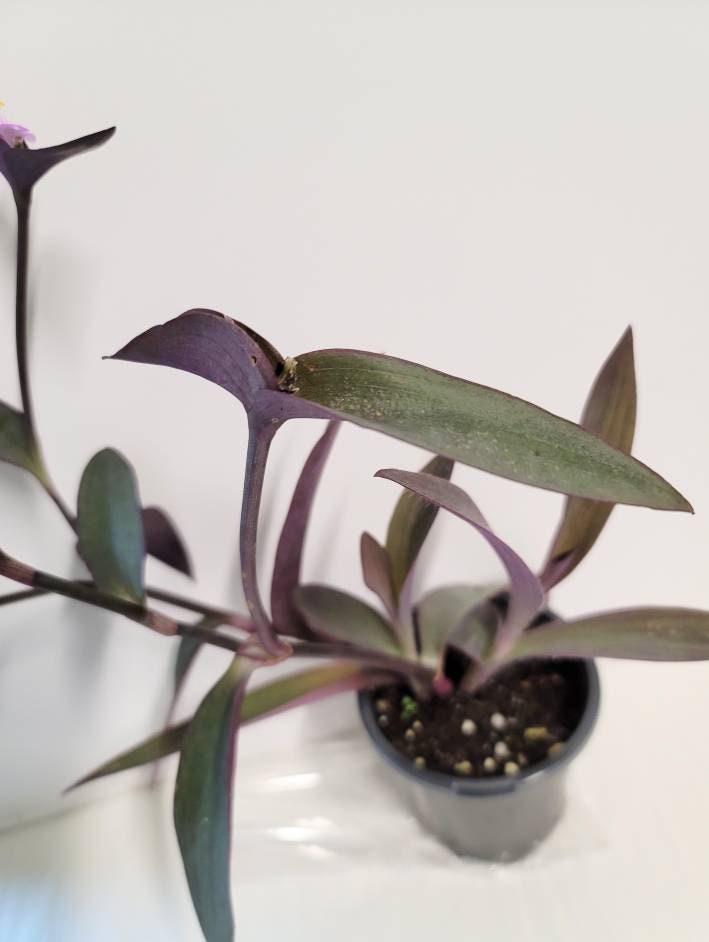 Purple setcreasea pallida tradescantia plant in a 2.5" pot,  plant food and very easy care.