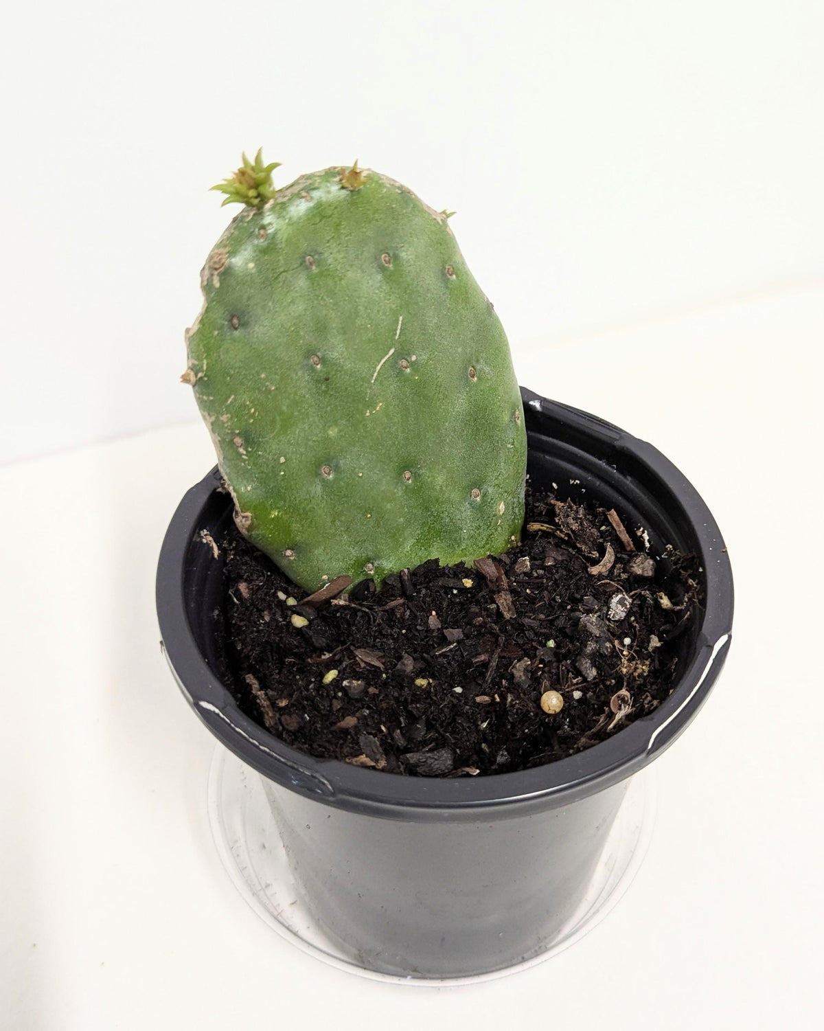Nopal plant rooted in a Four Inch Pot.