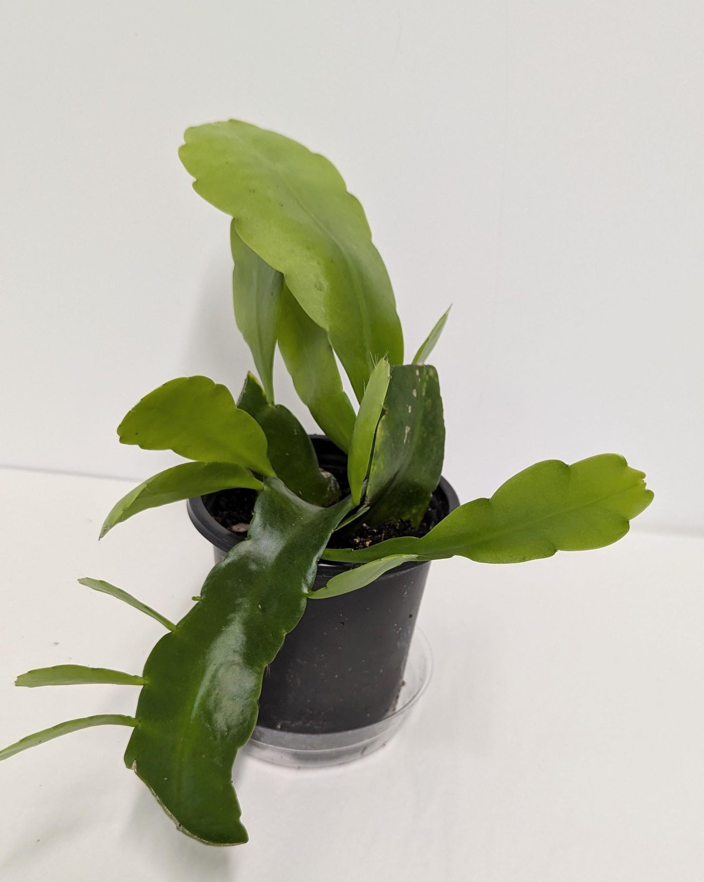 A well-rooted Cereus Queen of the Night Epiphyllum Oxipetalum plant with new growth in a four inch pot.