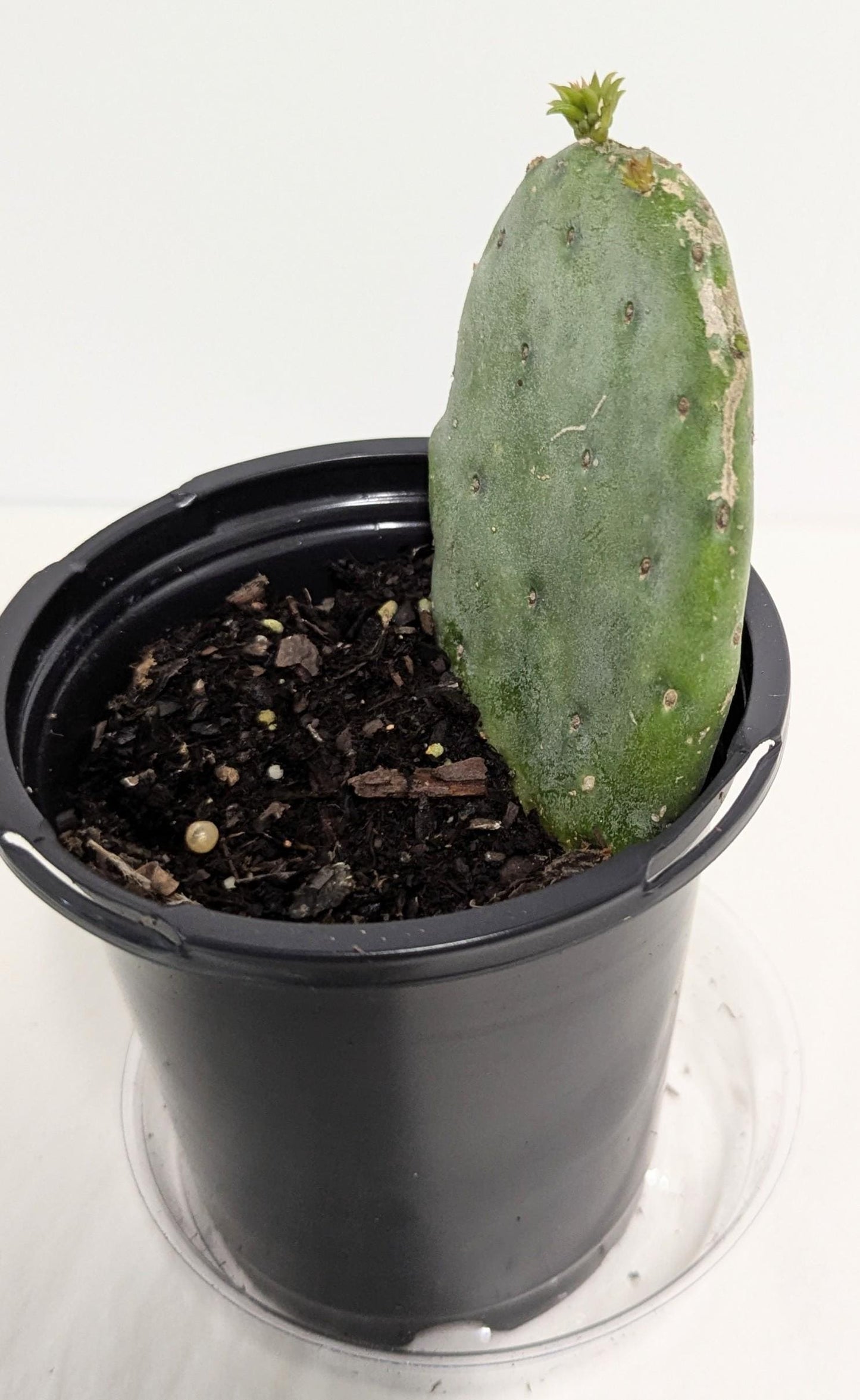 Nopal plant rooted in a Four Inch Pot.