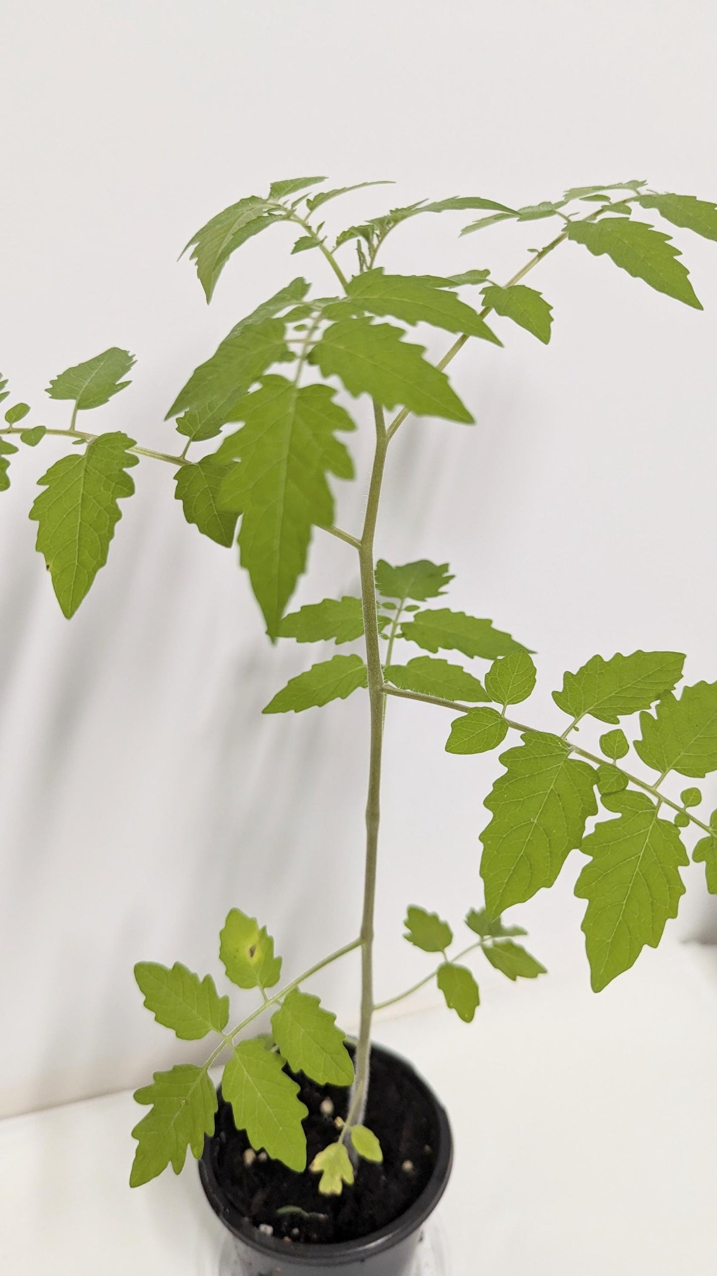 Two Everglades Tomato SEEDLINGS in Two Inch Pots with Plant food and our Easy Care Guide. Florida Everglades Tomato plant.