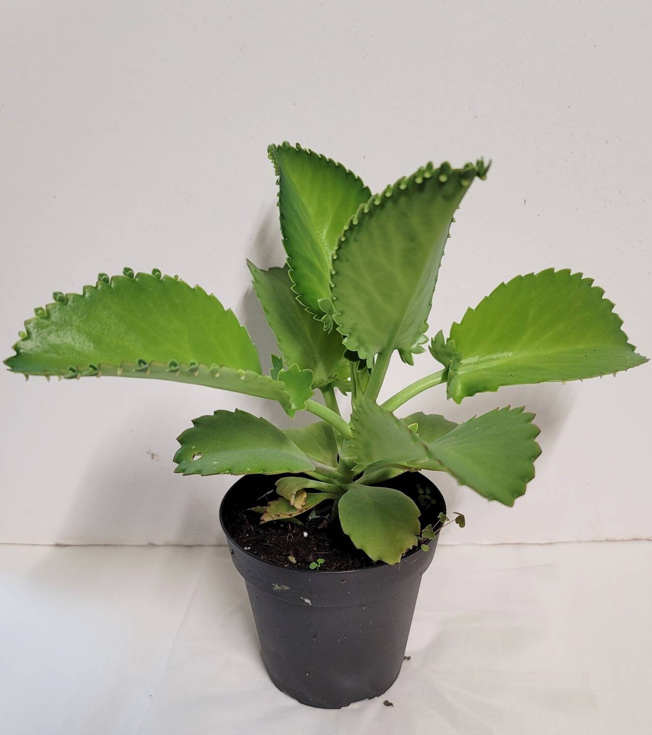 A Mother of Thousands Kalanchoe -Kalanchoe Bryophyllum daigremontiana- alligator plant, or Mexican hat plant in four inch pot.