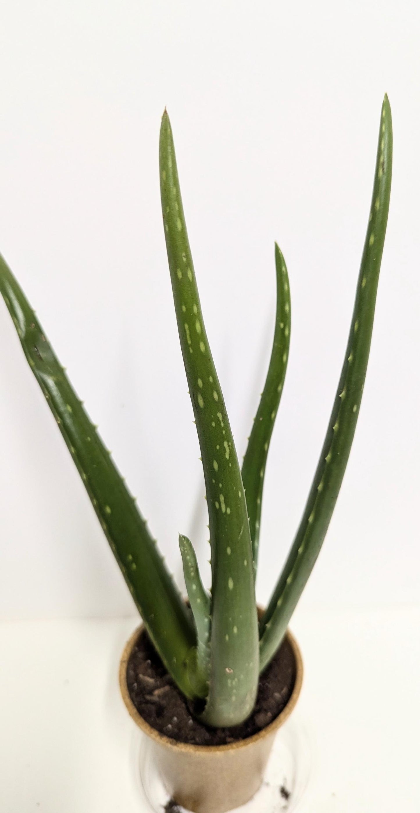 An organic   Florida Aloe vera Plant in a 2.5"Pot with  plant food and our easy Care Guide.